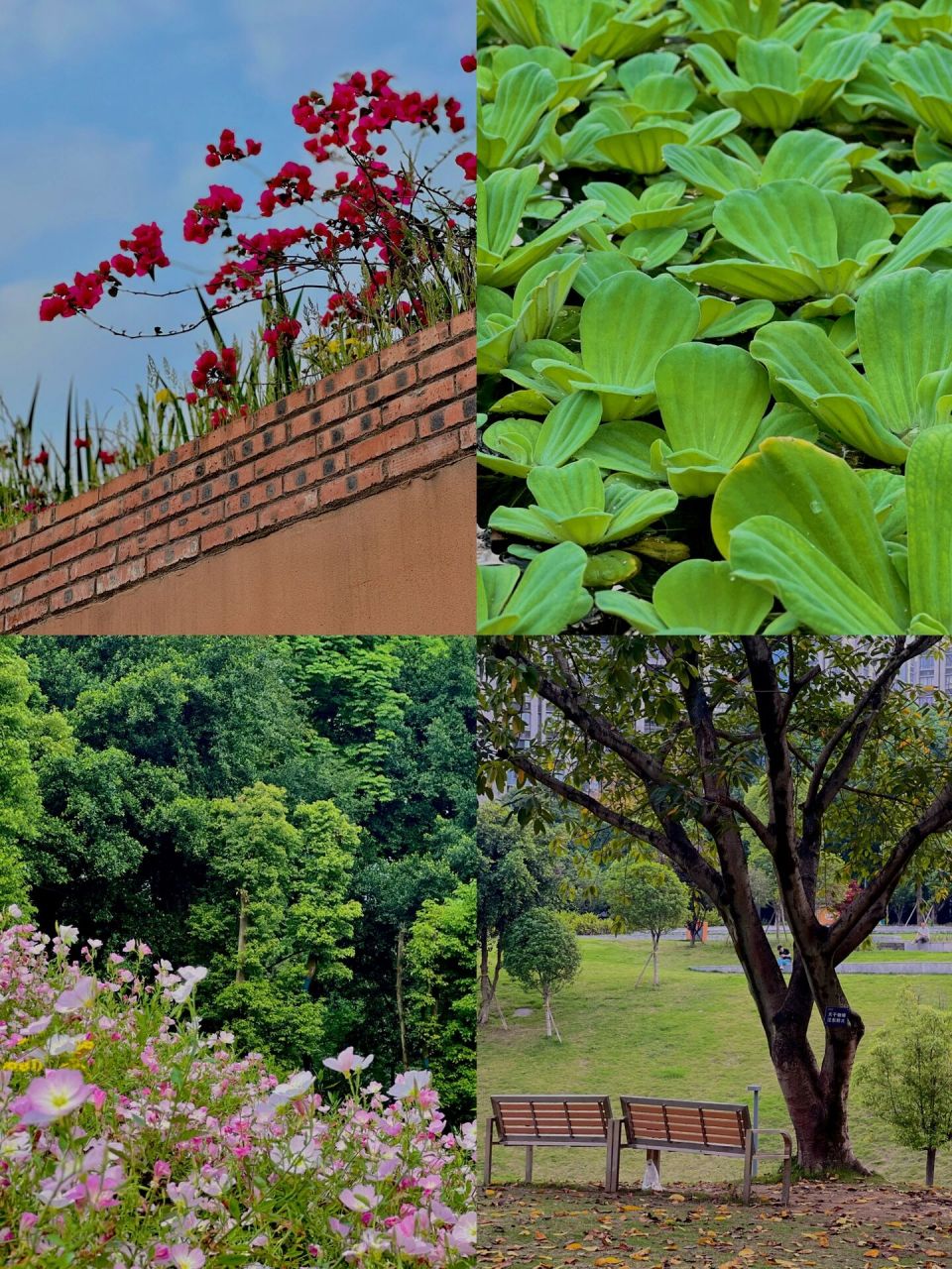 重庆·龙湖动步公园·花开满园·浪漫惬意 偷得浮生半日闲 最美不过