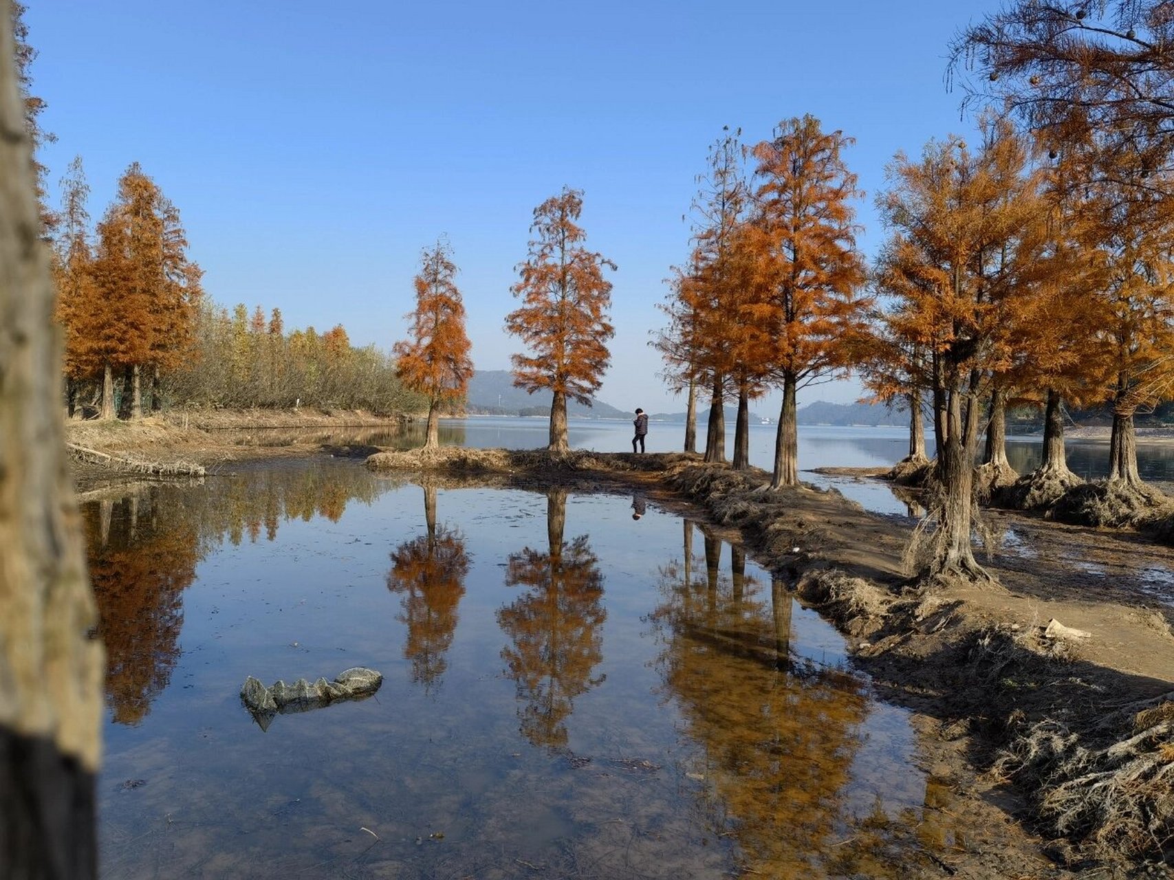 金华周边游|永康太平水库水杉林打卡拍照 定位:浙江省金华市永康市大