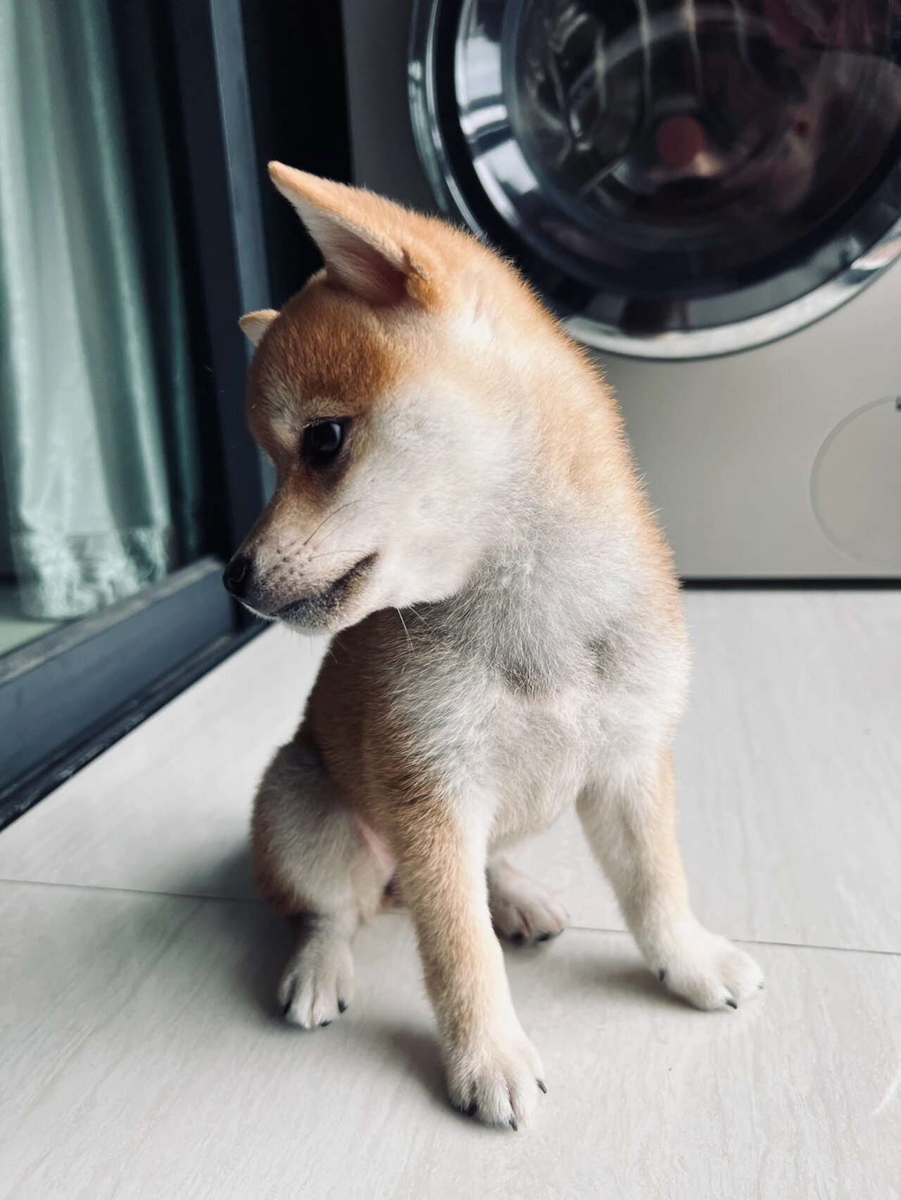 浅拍一下三个月的小豆柴 赶在尴尬期前记录一下