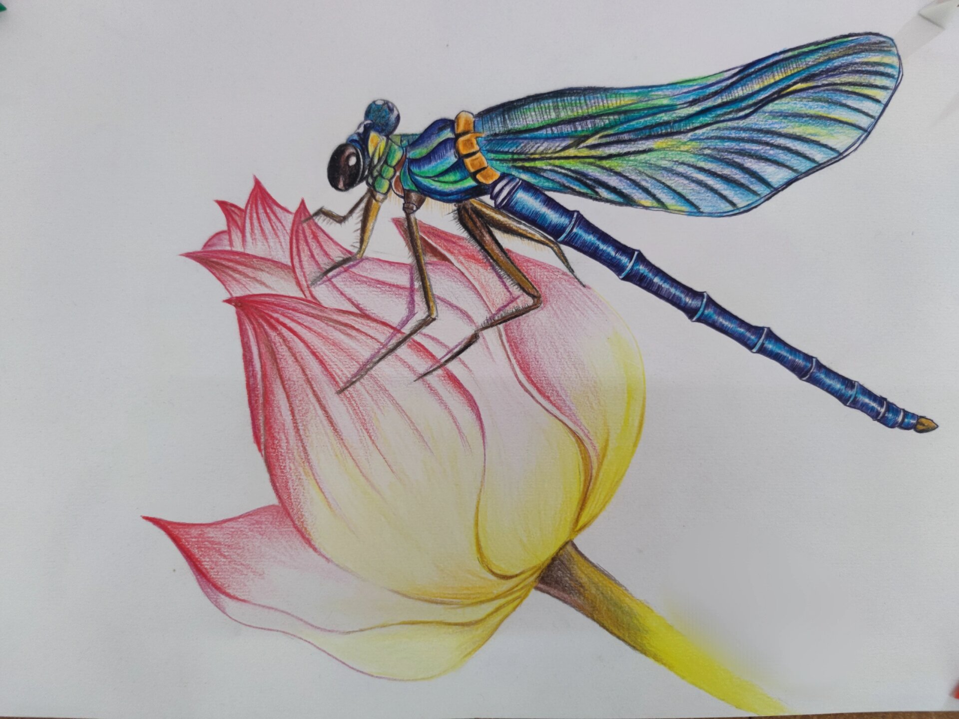彩铅蜻蜓