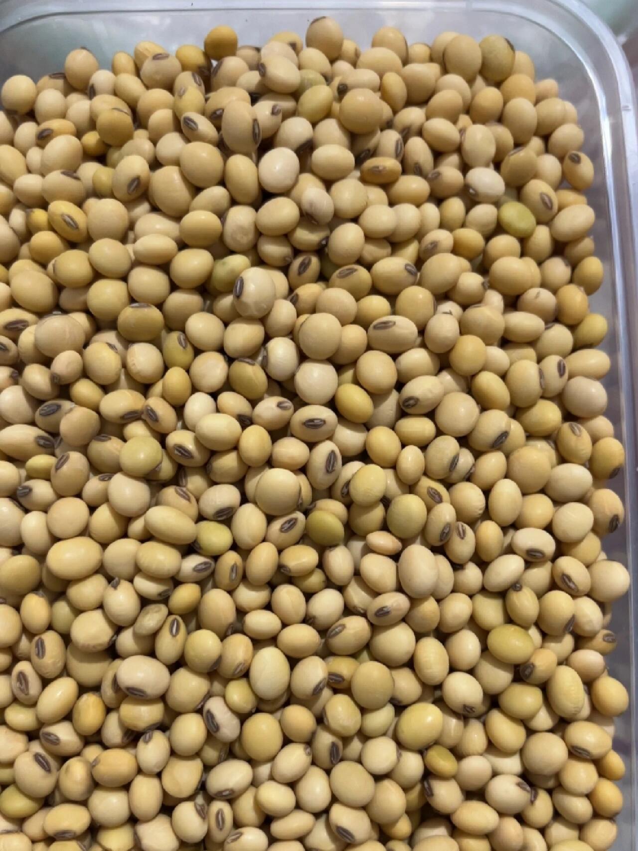 挑选干净的黄豆,小时候记忆里的黄豆… 贵州九月黄,不是六月豆 八月炸