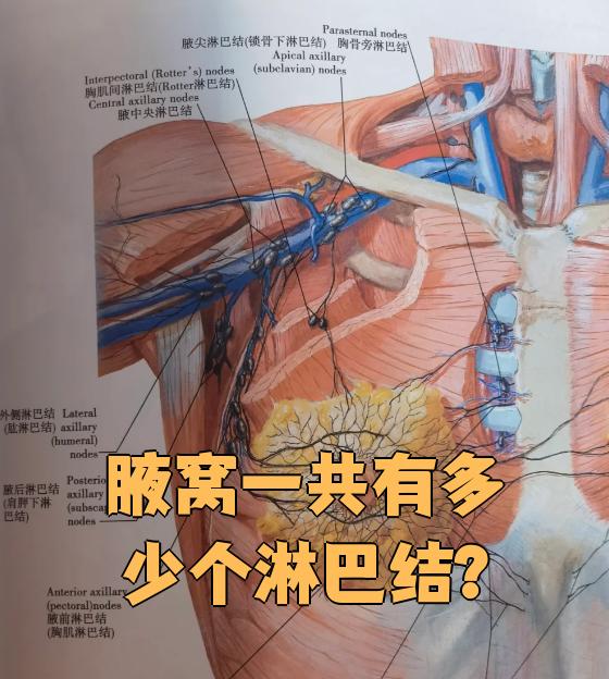 腋窝里通常有40