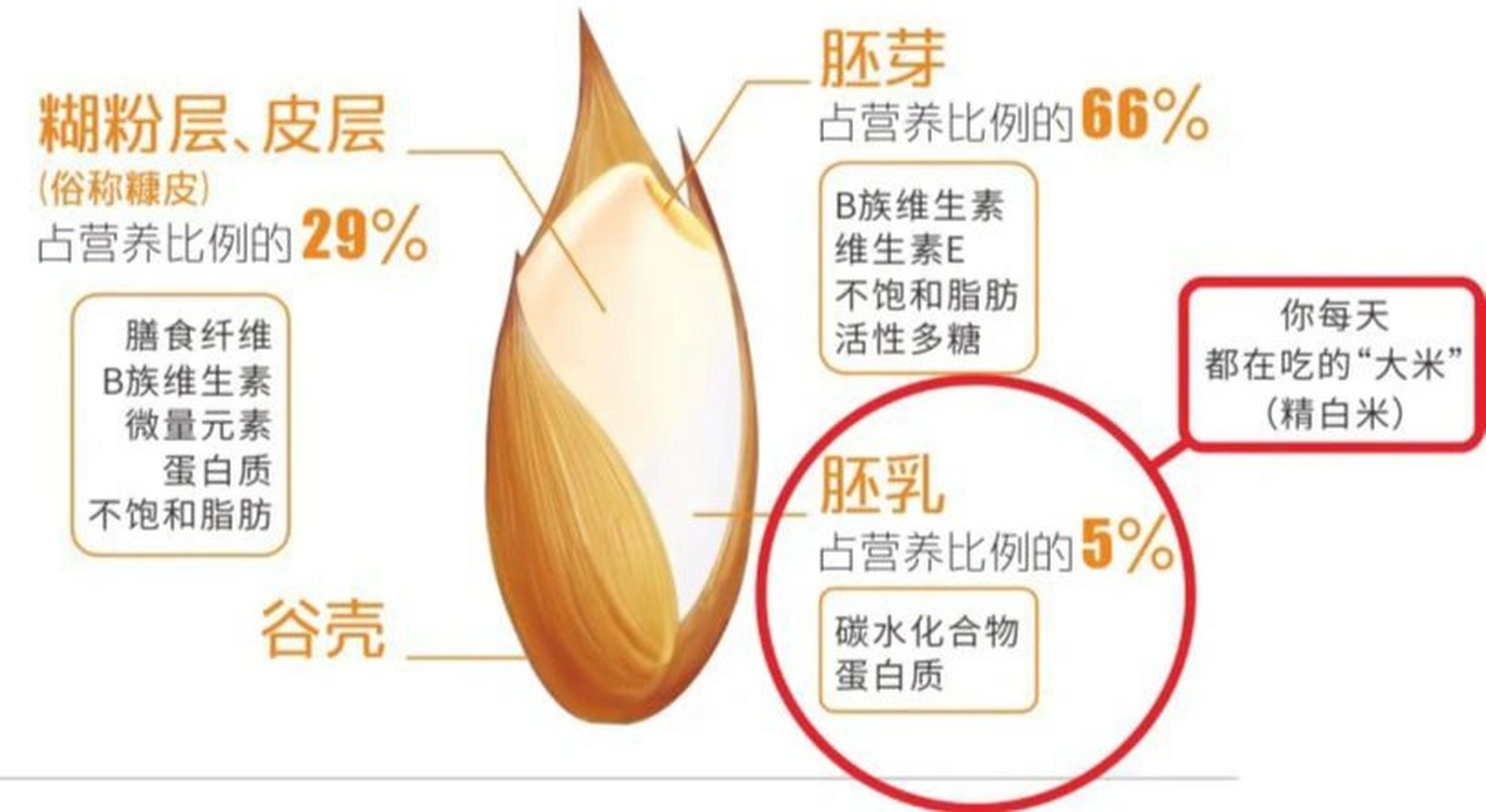 抛光是把稻谷变成大米的一道重要工序,用来去掉米粒的外表带有的闪靠