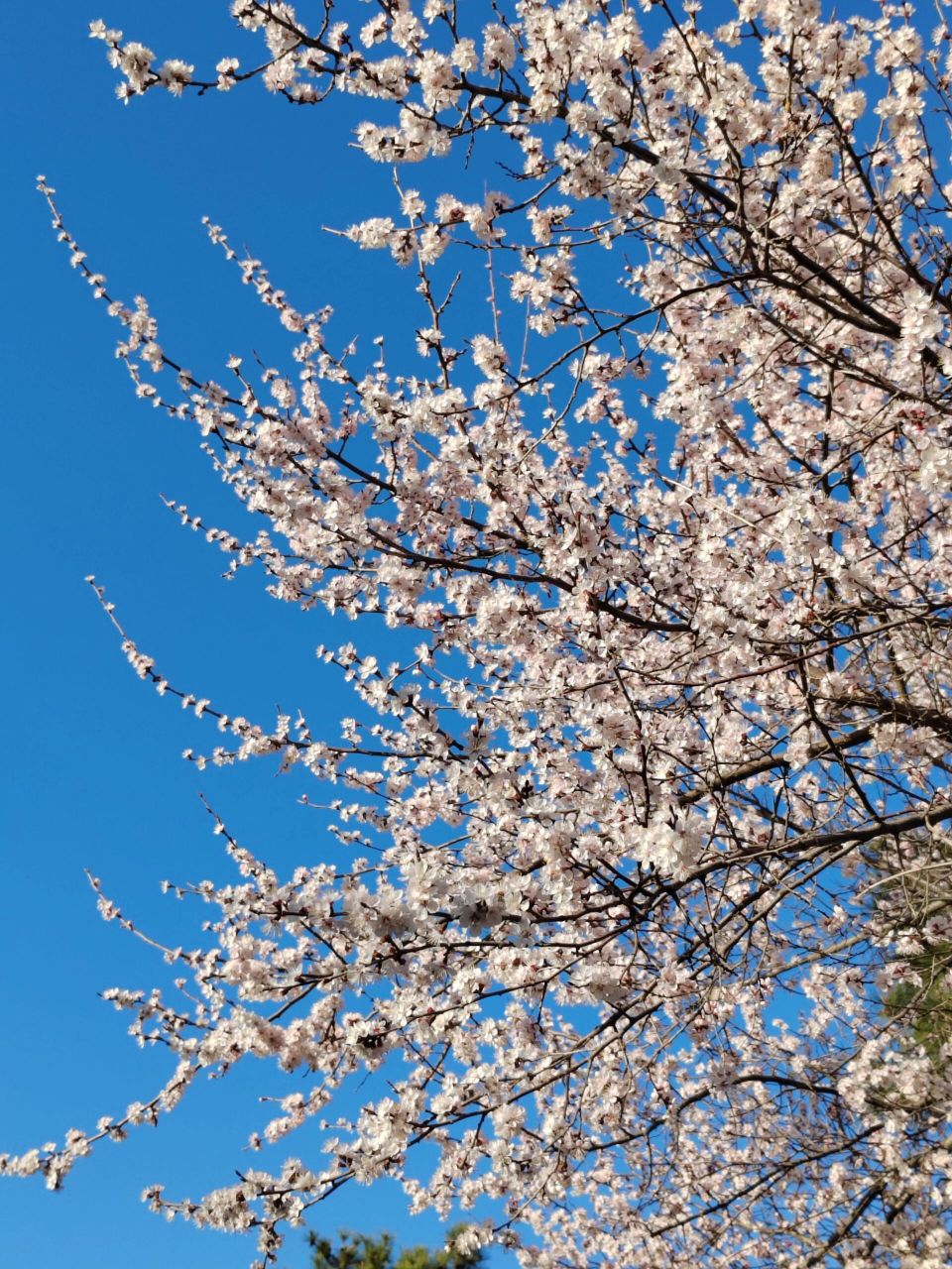 杏树几月开花图片