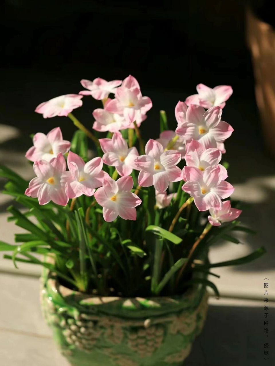 风雨兰的花语是坚韧,坚强,纯洁.