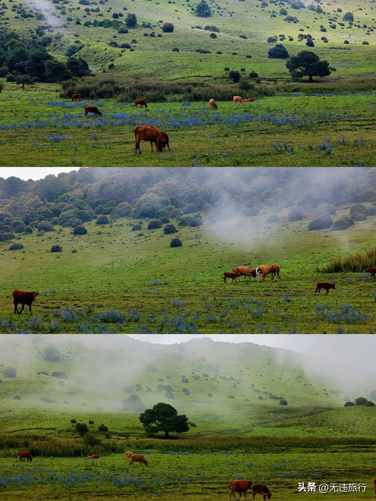 大理双廊木香坪高山草甸夏日避暑好去处这里的风景独好