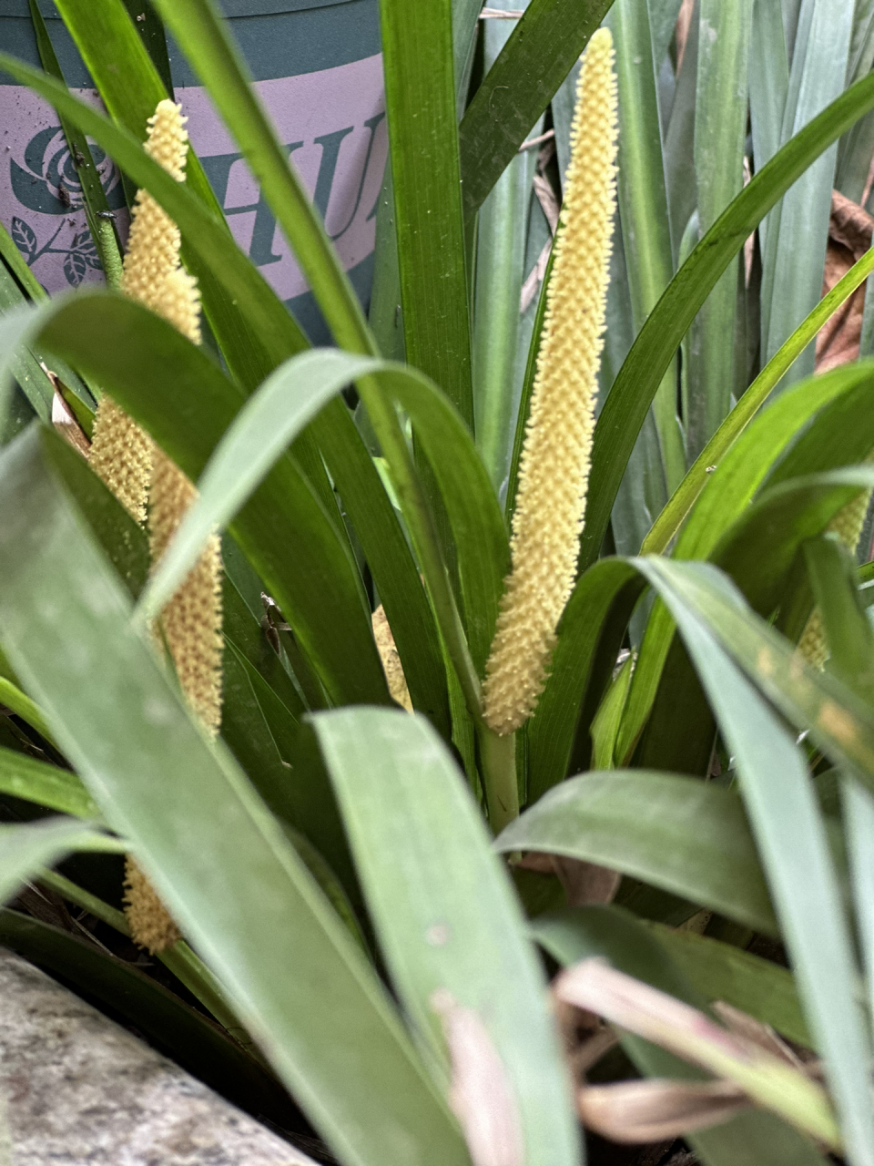 植物之美:菖蒲 石菖蒲开花 黄色花柱