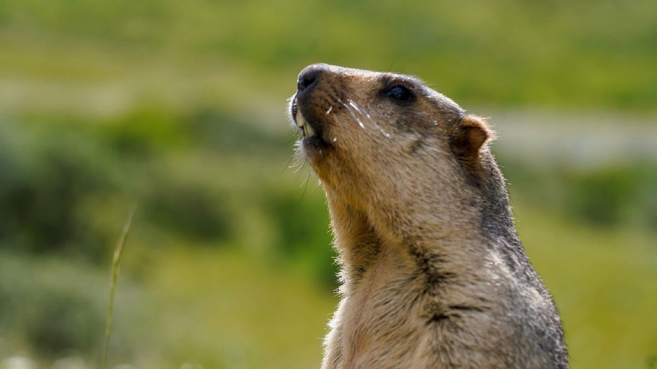 旱獭科普     旱獭属(学名:marmota):大型啮齿动物,共有14个物种.