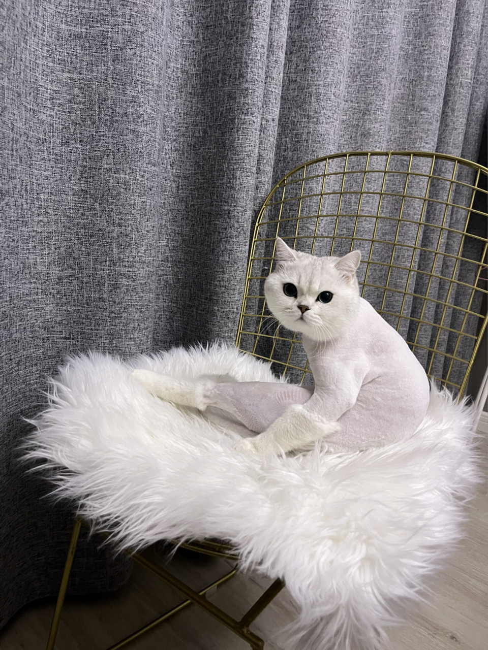 银渐层蜕变小狮子 好可爱的一只小狮子0315 最近换毛季 真是行走