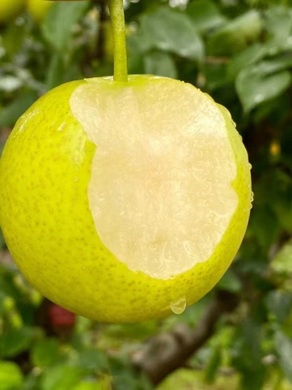 泸西高原梨 因为果园的分布都是在那高海拔的山里,常年云雾缭绕,雨水