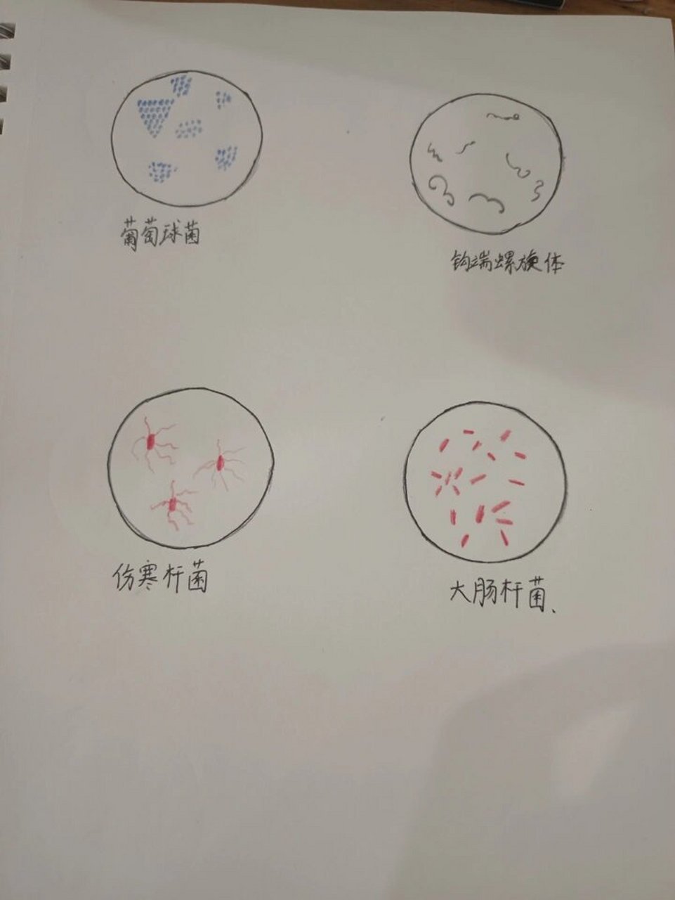 细菌显微镜手绘图