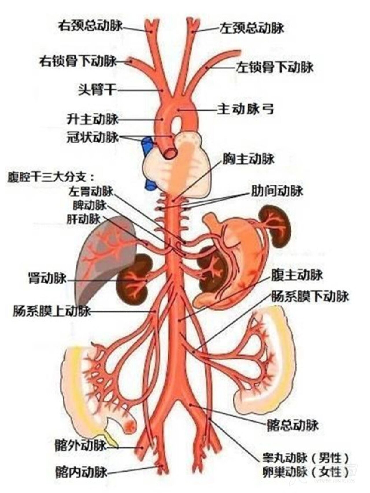 主动脉夹层 主动脉夹层(aortic dissection,ad)又称主动脉夹是由主