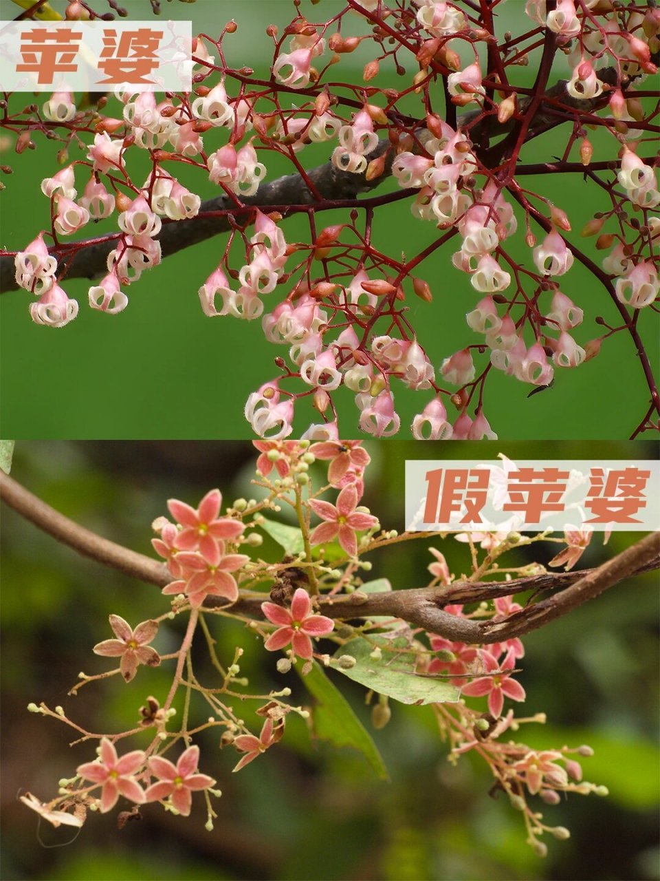 不要再分不清苹婆与假苹婆了!