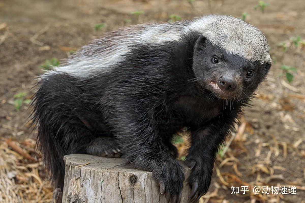 平头哥蜜獾壁纸图片