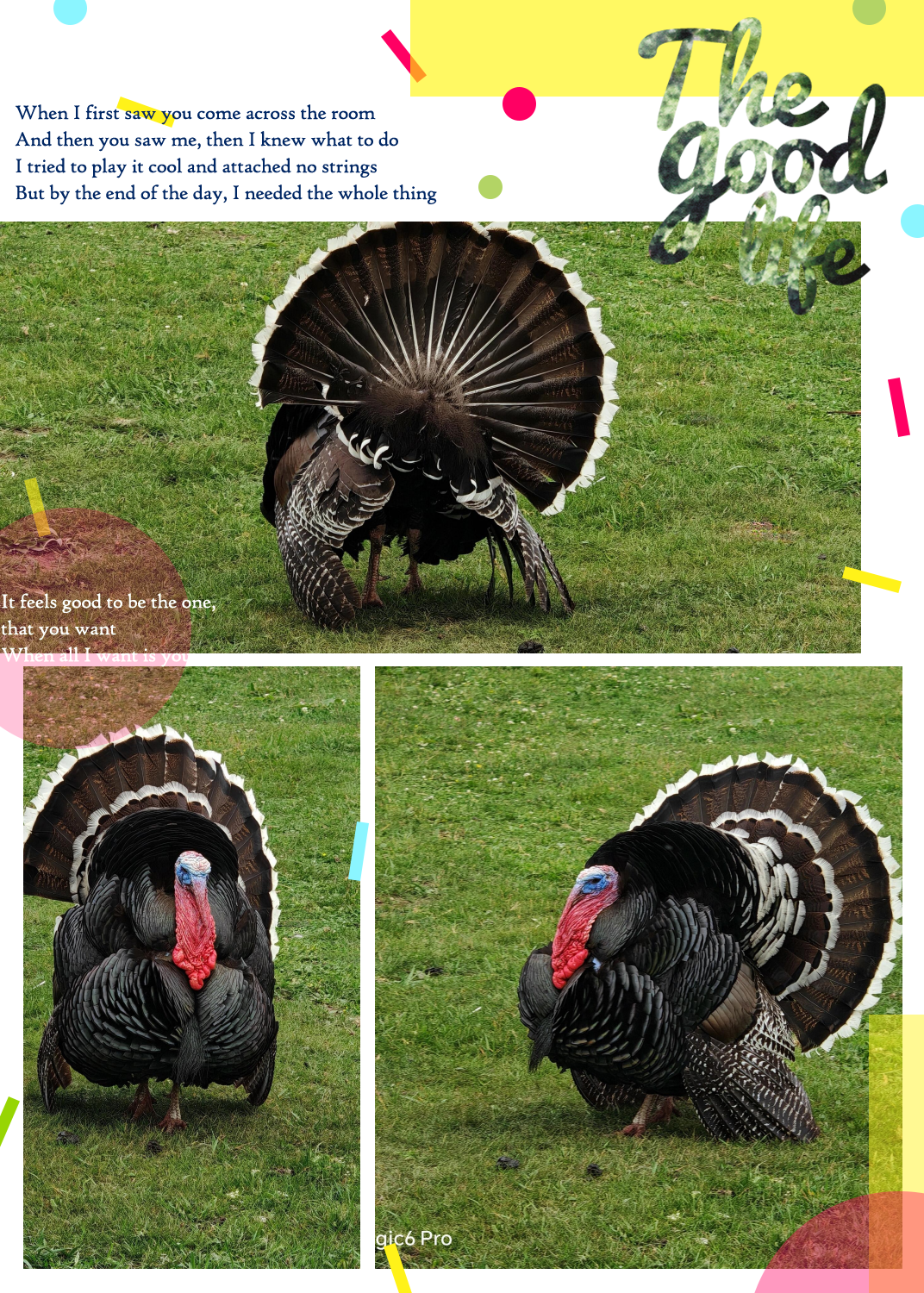 在遥远的新疆,有一片广袤的草原,那里生活着一种神奇的动物