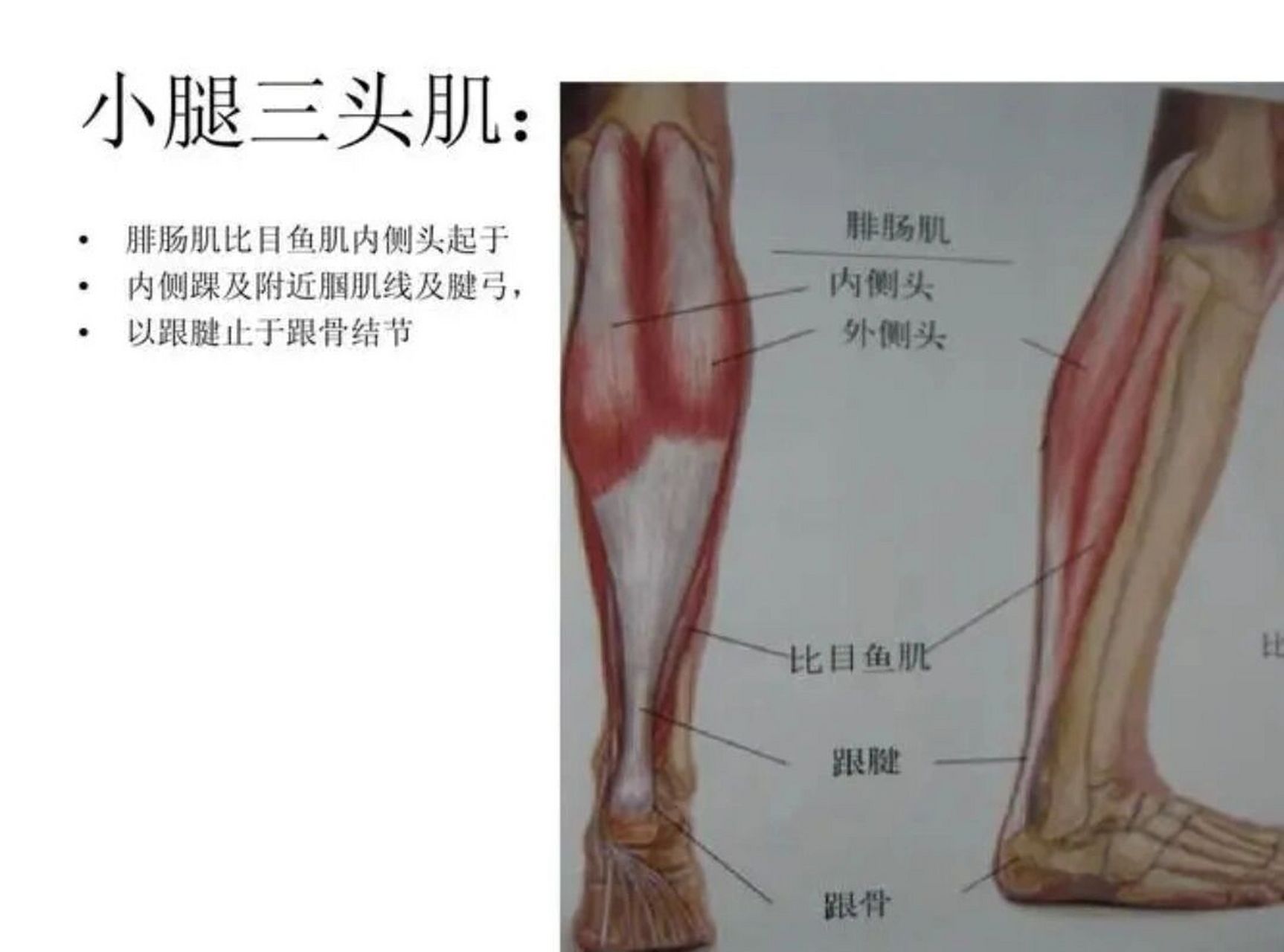 第三腓骨肌解剖图图片