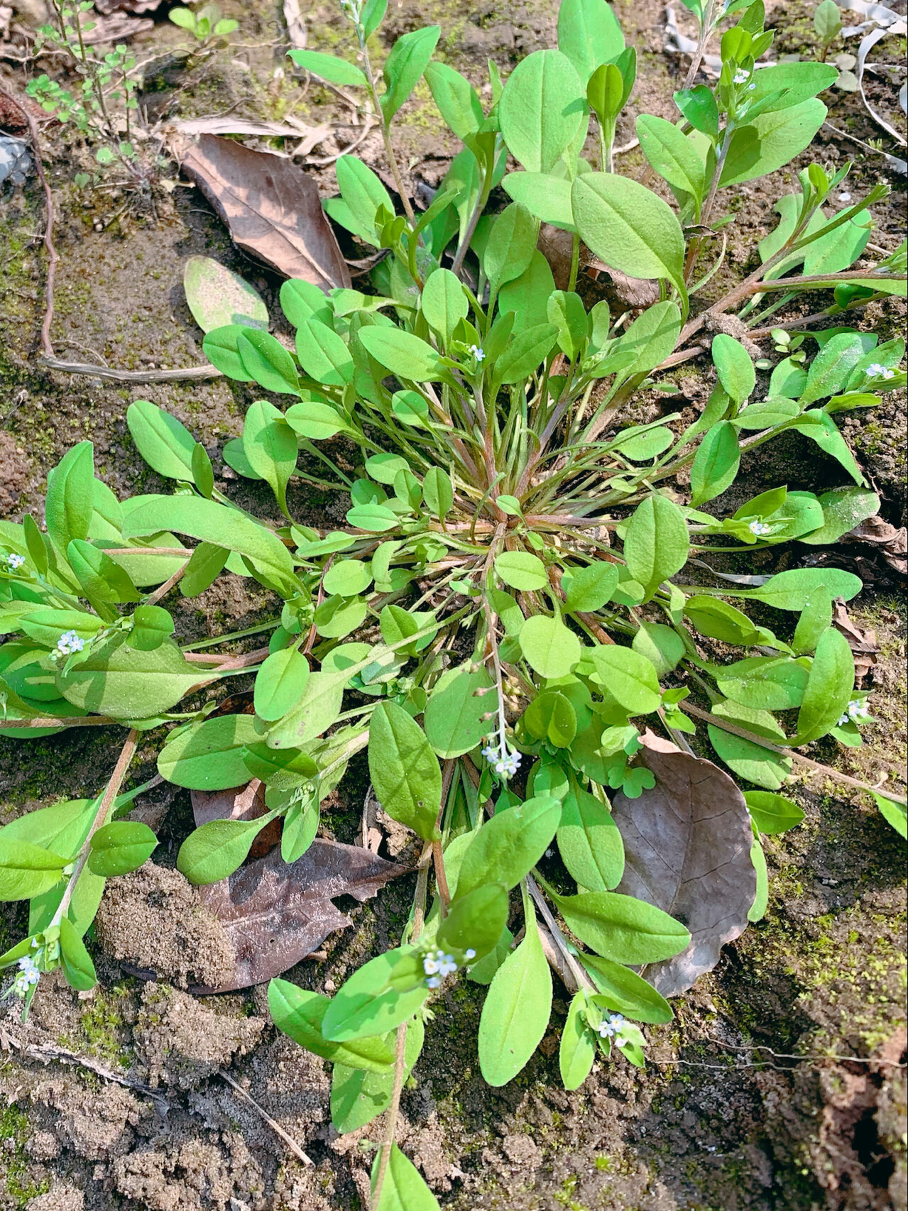 附地菜 幼苗可食.可凉拌,炒食或掺面蒸食. 全草入药.