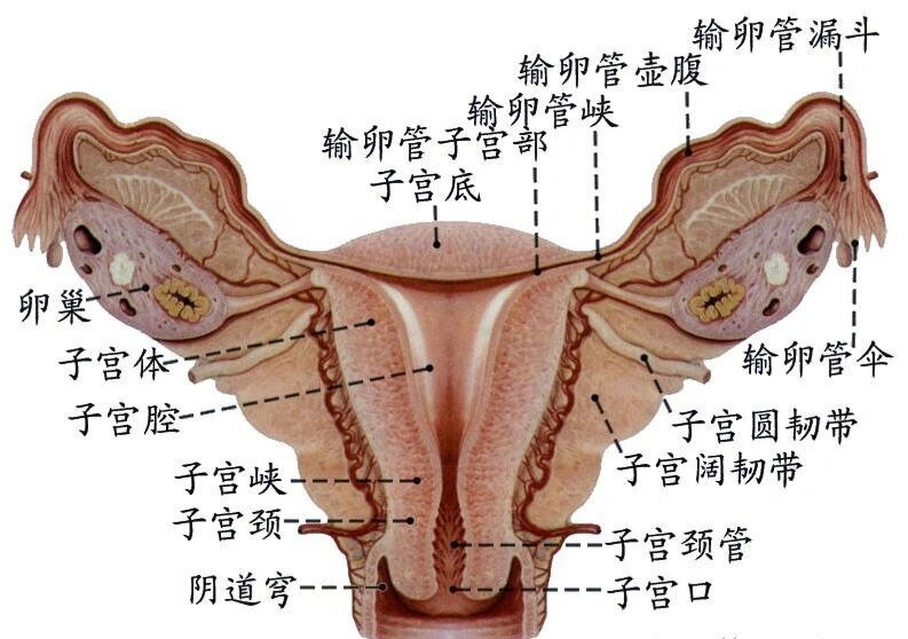 子宫角的位置示意图图片