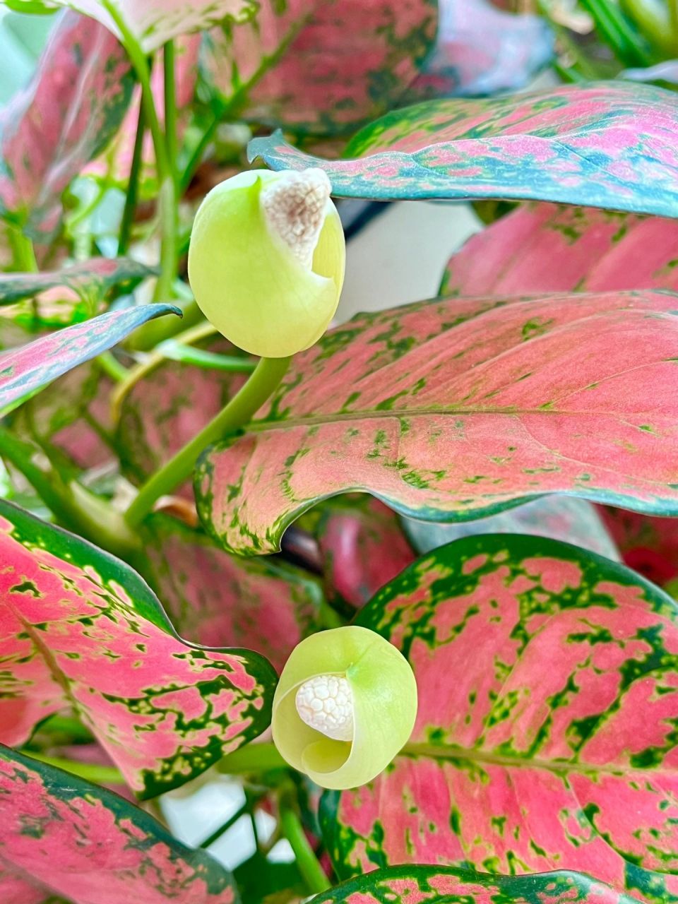 如意皇后开花了 99如意皇后是天南星科广东万年青属多年生常绿草本