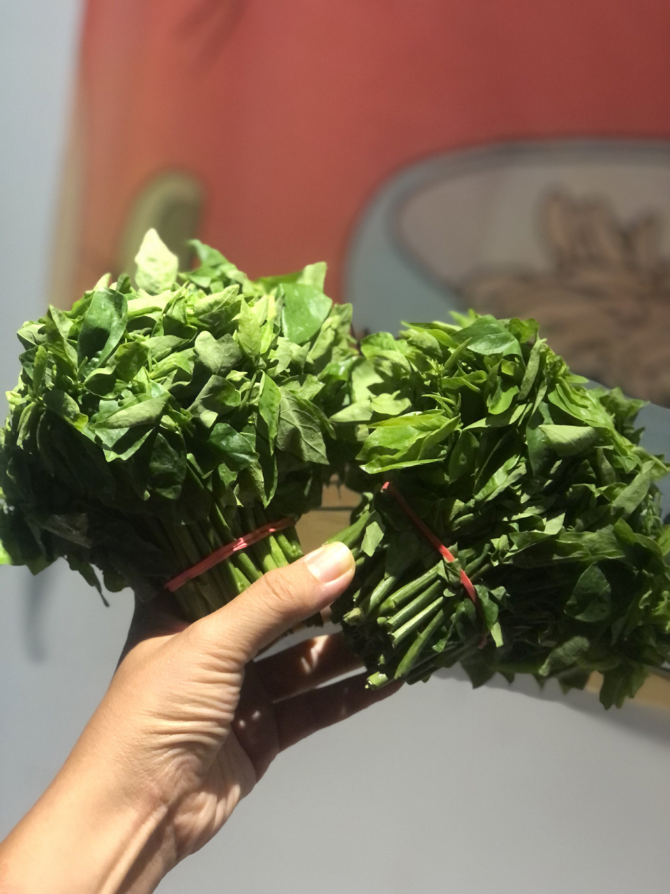 我最爱吃的蔬菜——五指山野菜!太好吃了97 #野菜