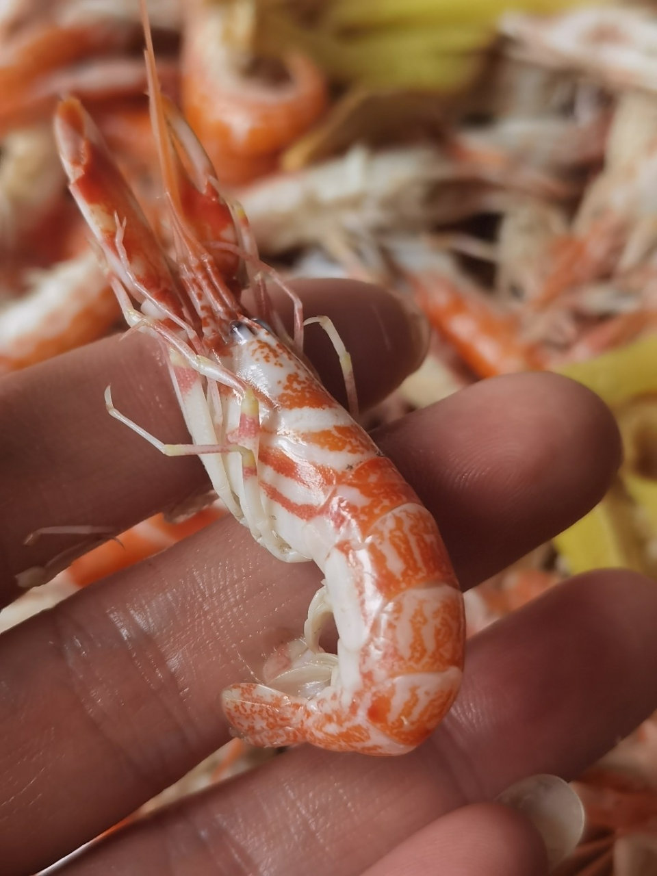 我最爱吃的虾之一:狗虾 台州人叫它拉嘘虾(撒尿虾),味道鲜美,肉质鲜嫩