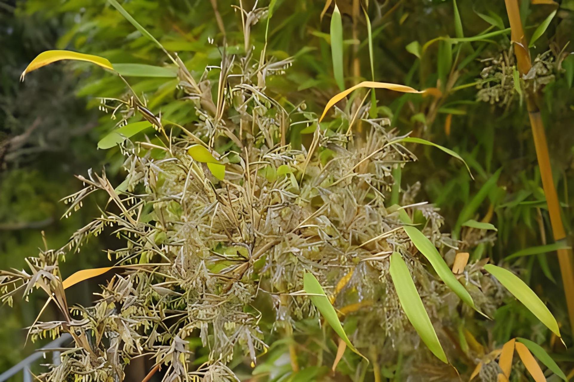 竹子开花意味着什么图片