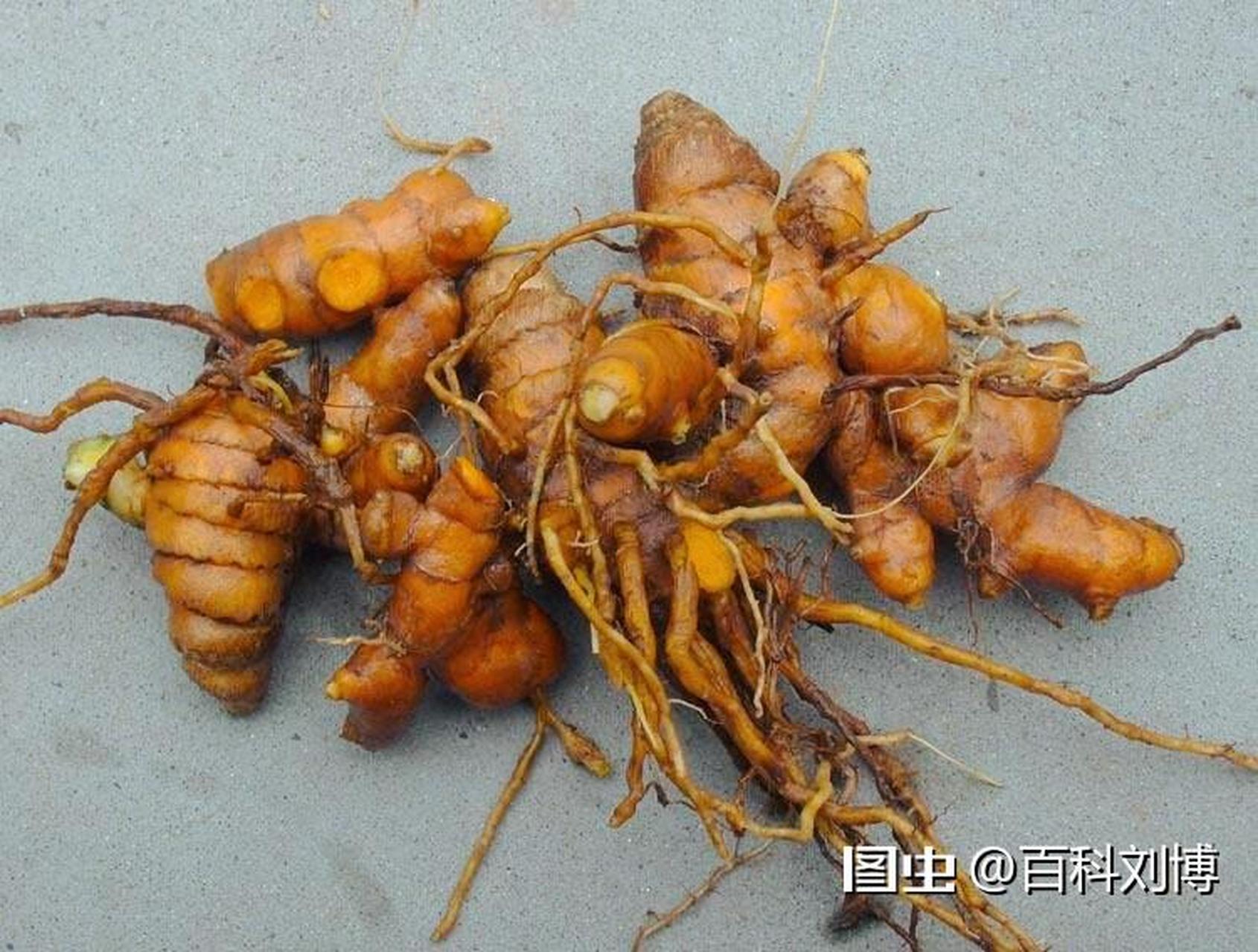 中医当中黄姜也被叫做火头根,它是一种功能十分齐全的中药材.