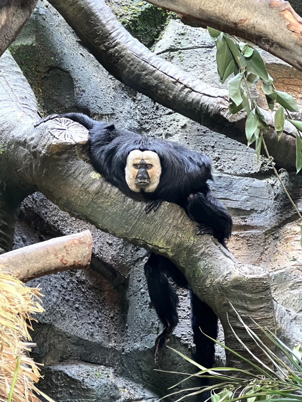 南京红山动物园丨相当炸裂的白面僧猴92 这物种放到山海经里也是