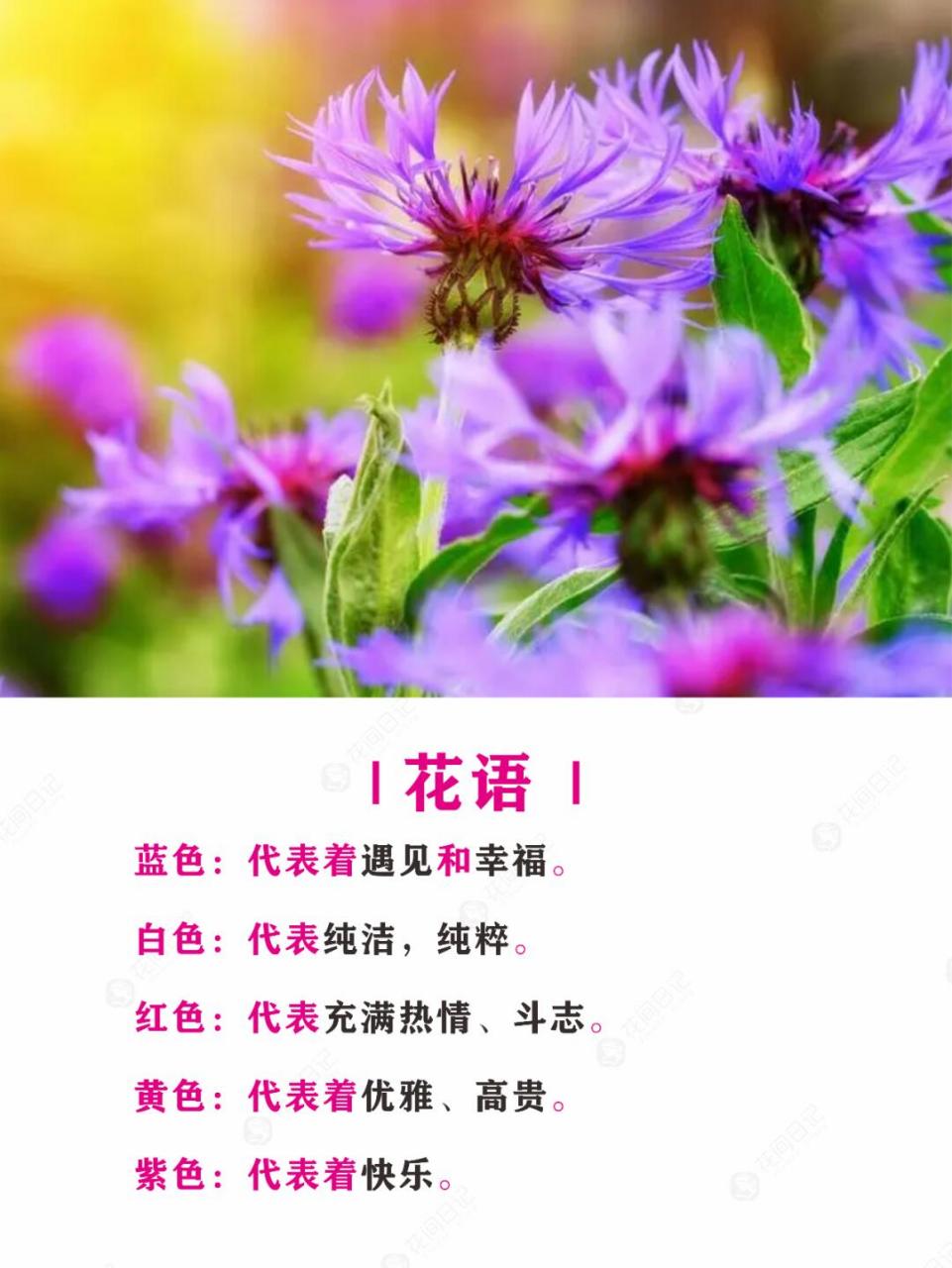 简介 | 矢车菊,菊科矢车菊属的一年或二年草本植物.