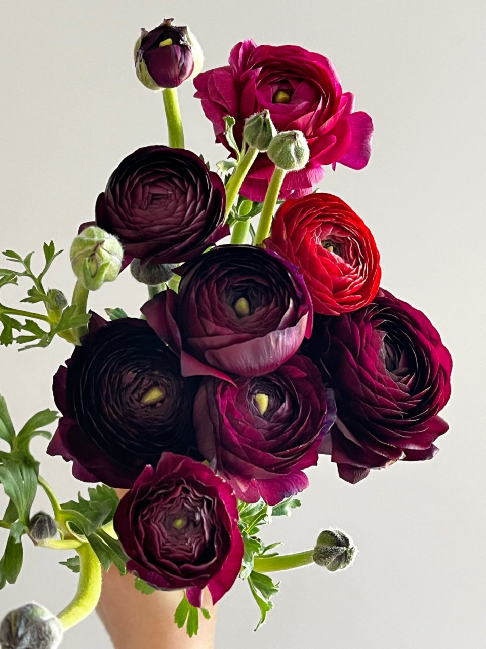 白色洋牡丹 从此爱上了平平无奇的白色洋牡丹!