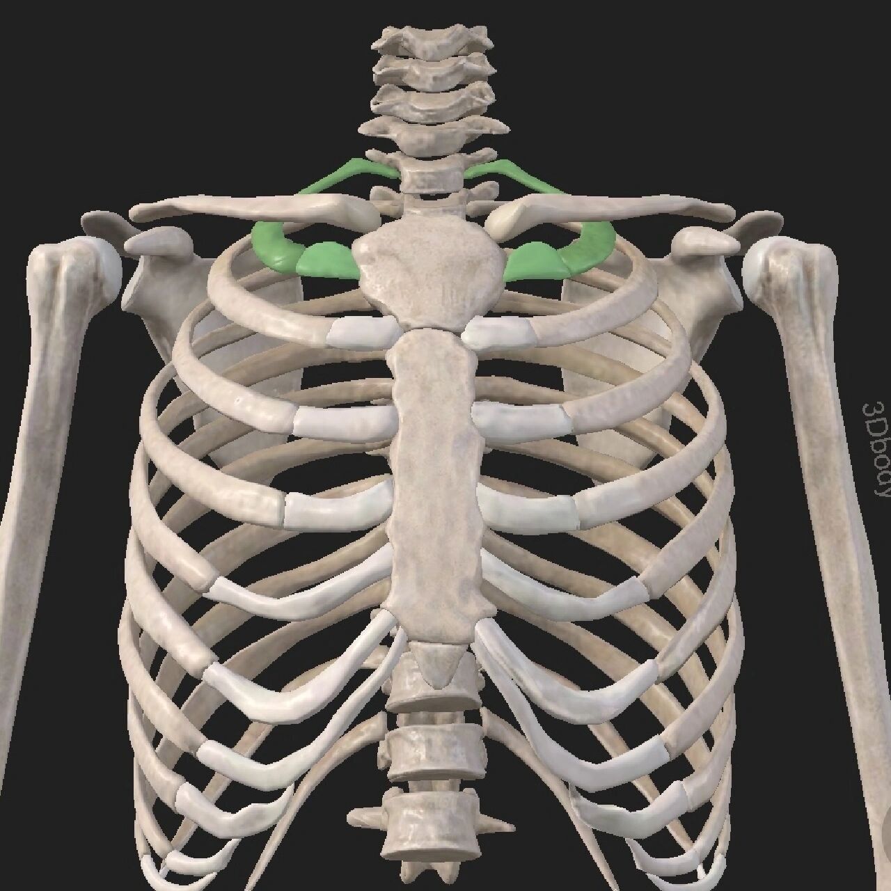 解剖"搬运工"—第一肋骨 肋骨属扁骨,分为体和前,后两端.