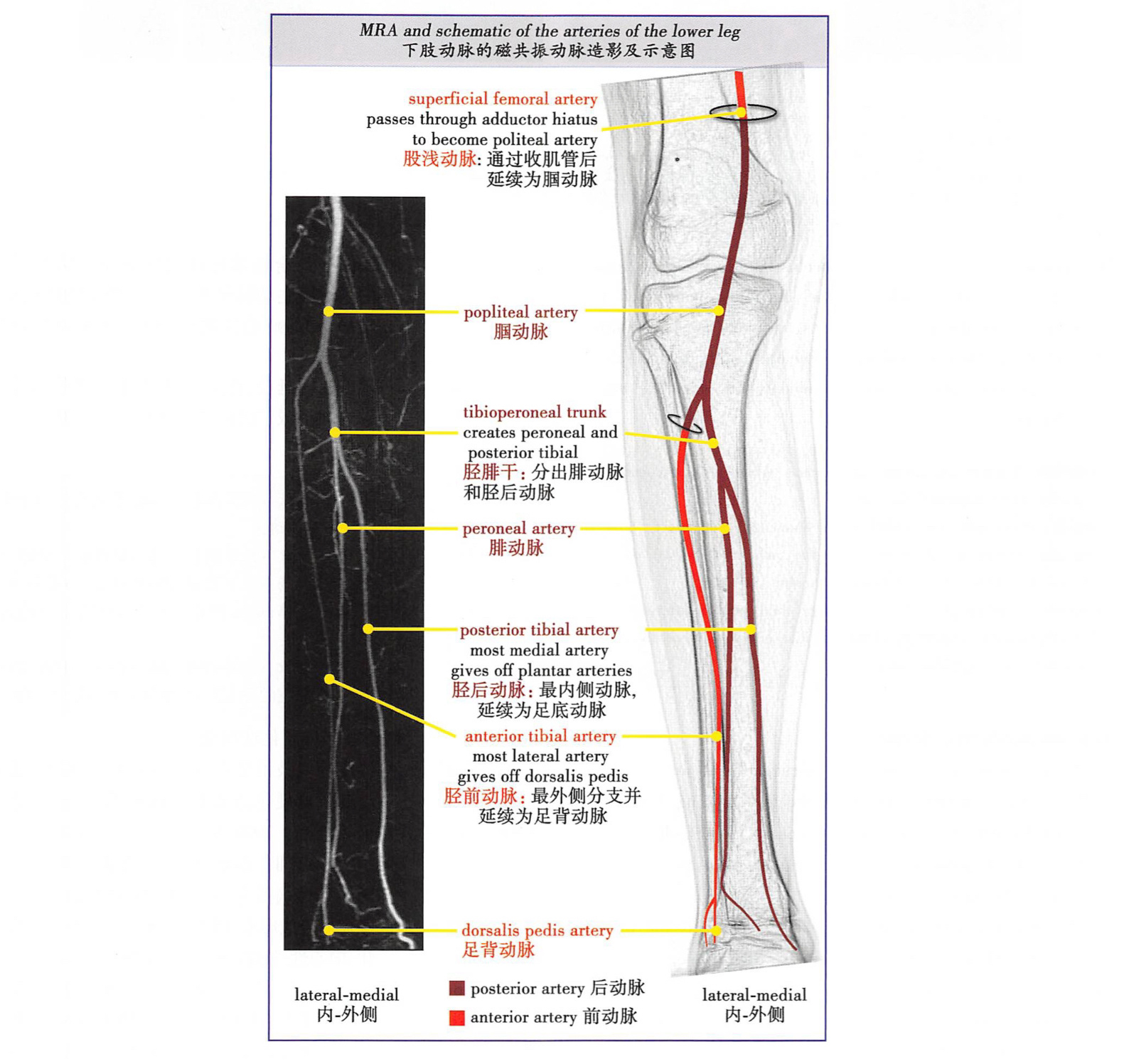 下肢动脉断层解剖图图片