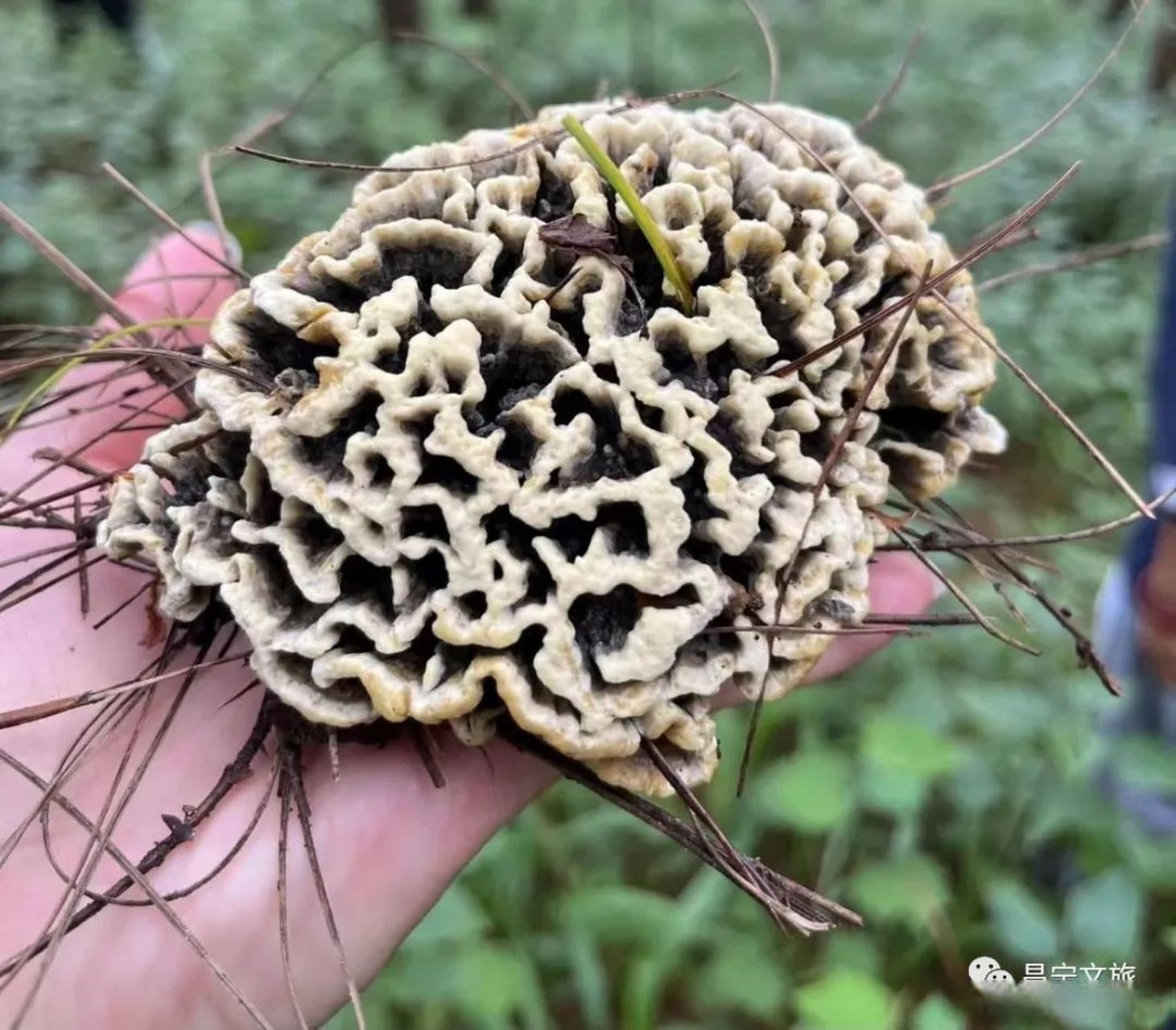 本地人也叫地白生,可以说是野生菌中的上品,它对生长环境的要求极高