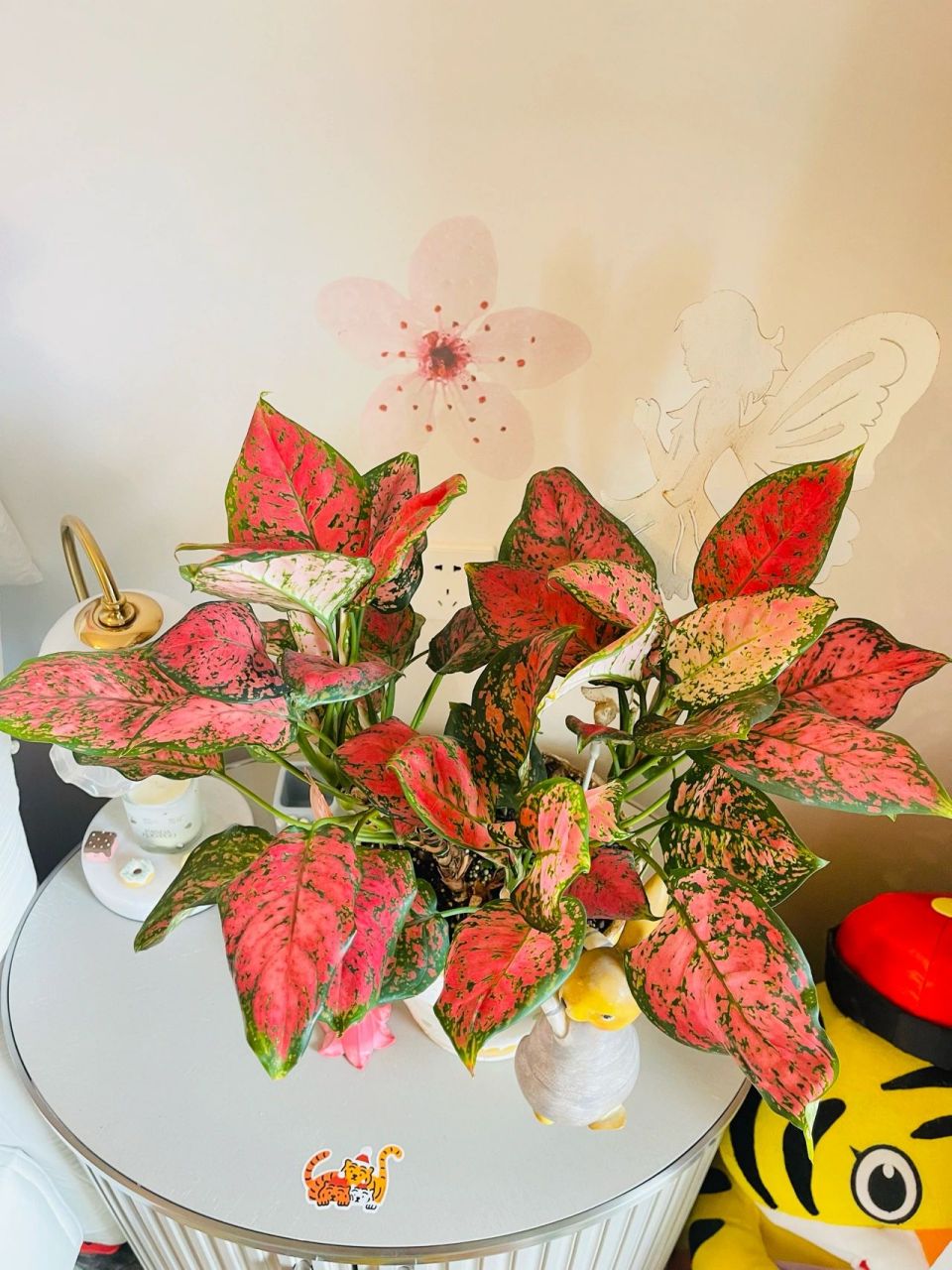 如意花寓意:好运连连,健康长寿. 如意花寓意:好运连连,健康长寿.