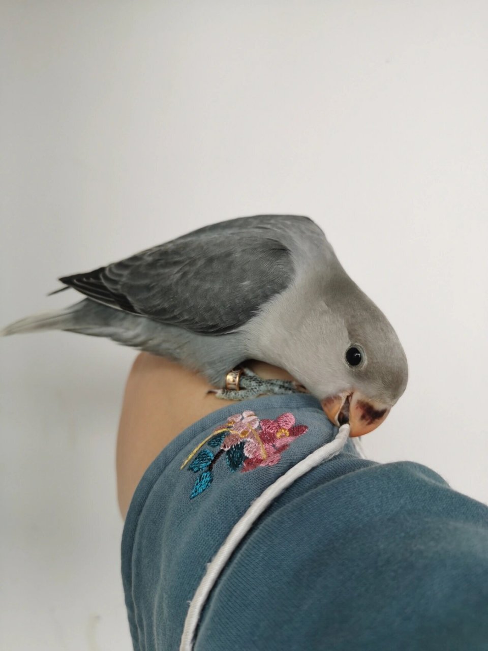 牡丹鹦鹉 坐标太原,水墨画一样颜色的小墨闪,满满的高级感!