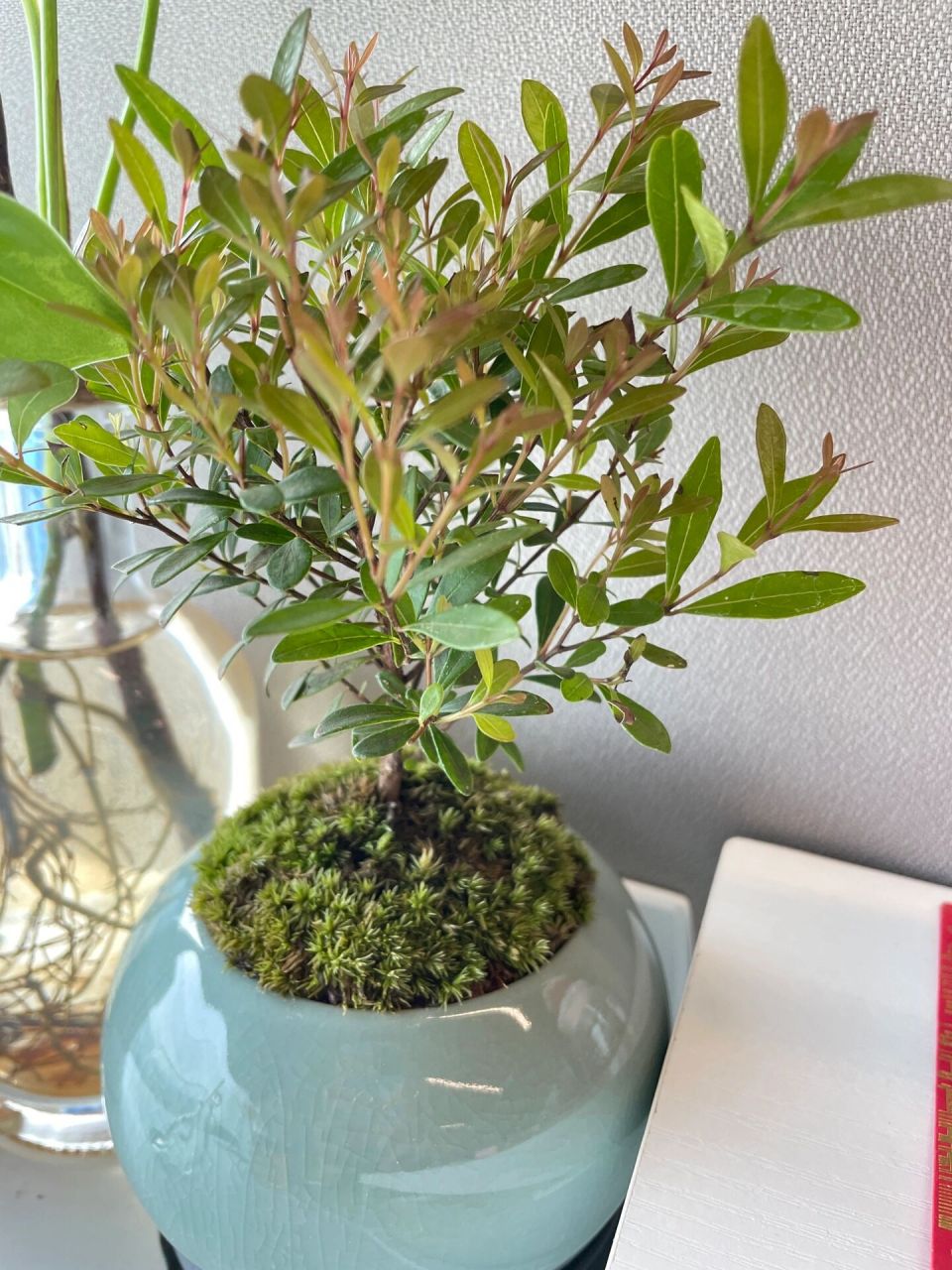 小叶赤楠,金丝楠木 真不错91