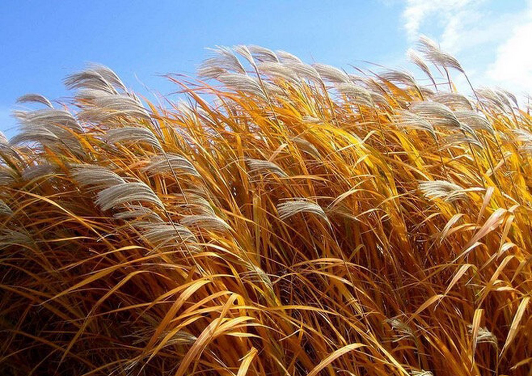 蒹葭苍苍,白露为霜 | ②芦苇 芦苇(学名:phragmites australis (cav.