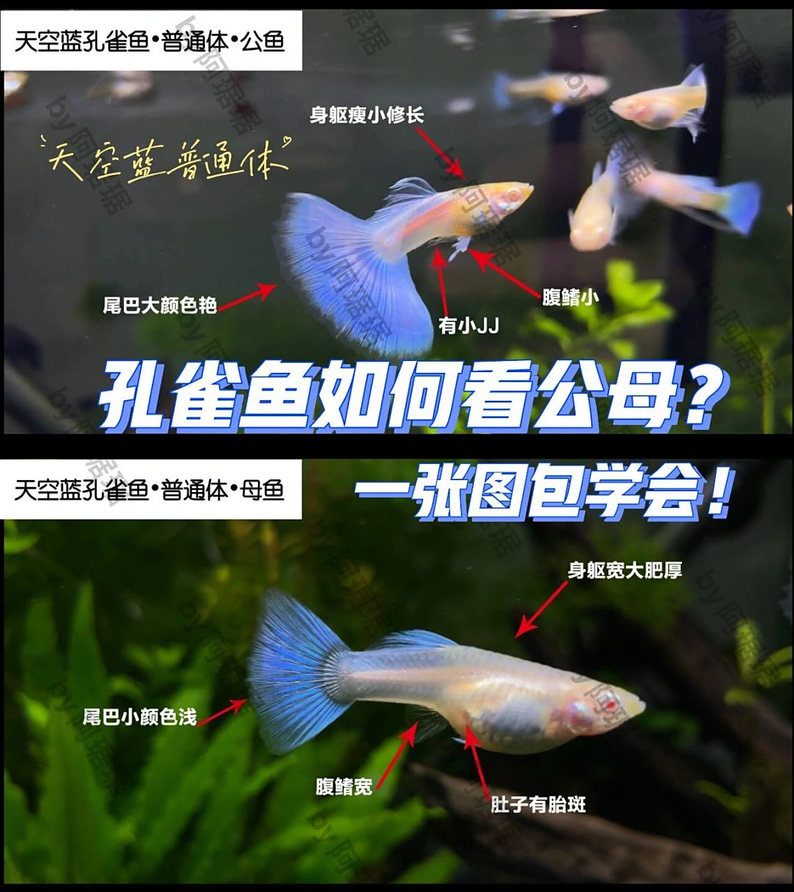 孔雀鱼如何分辨公母?图文版. ①看身体. ②看尾巴. ③看肚子.