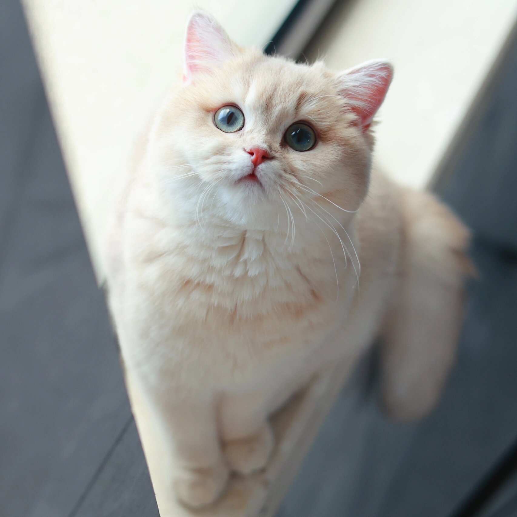 91 这个世界上真的有粉色的小猫咪 小乖的颜色是什么样的呢?