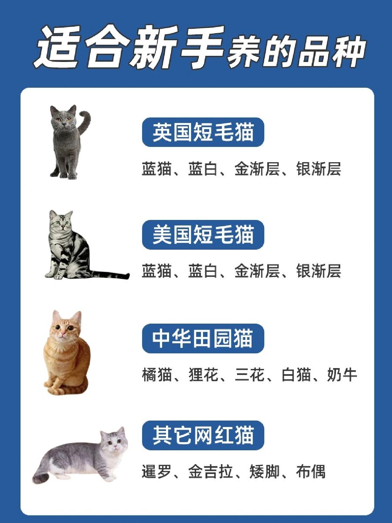 猫品种大全