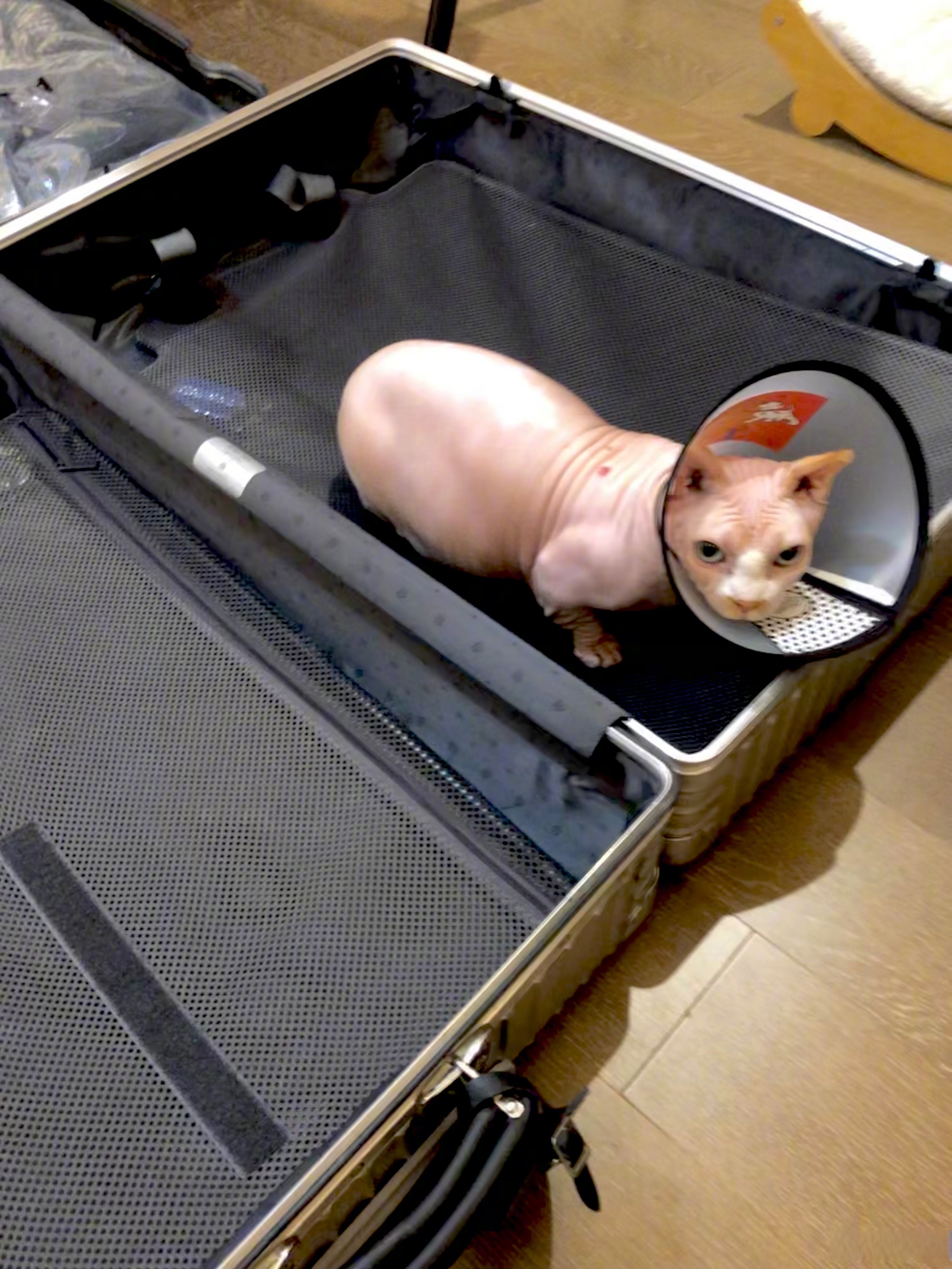 盆的尺寸不满意 还是干脆就对我不满意 如有宠物沟通师朋友请与我联系