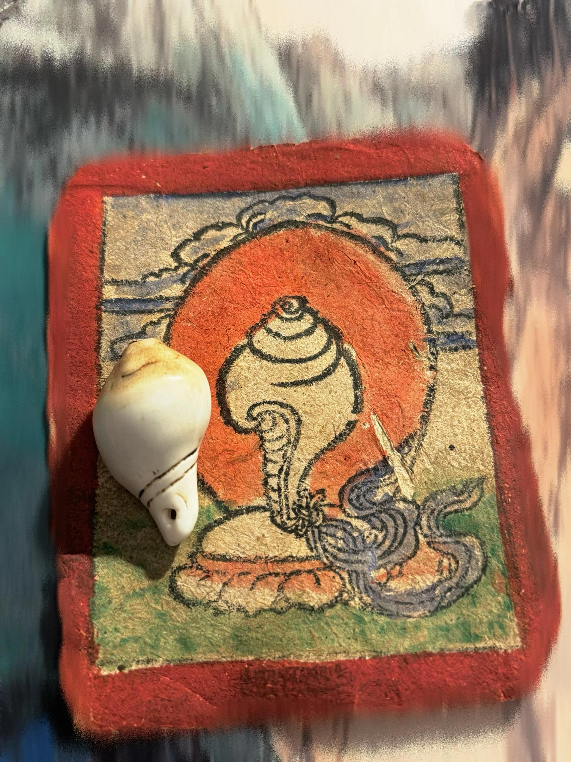 「收藏」|藏传佛教法器——法螺 法螺,又叫右旋海螺,藏语称为"东嘎叶