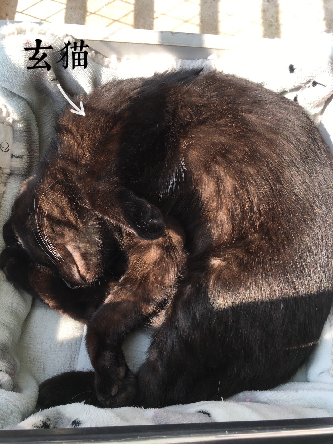 99黑而有赤色者为玄,赤为红,故而玄猫为黑中带有红色猫为灵猫