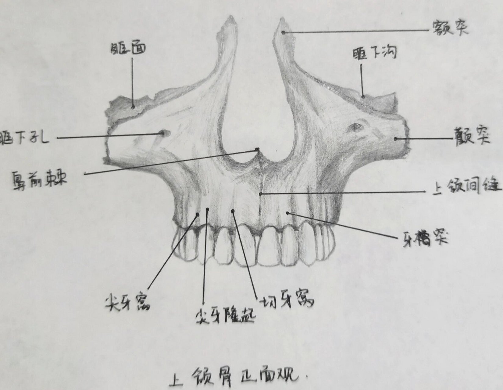 面部骨头名称图片图片