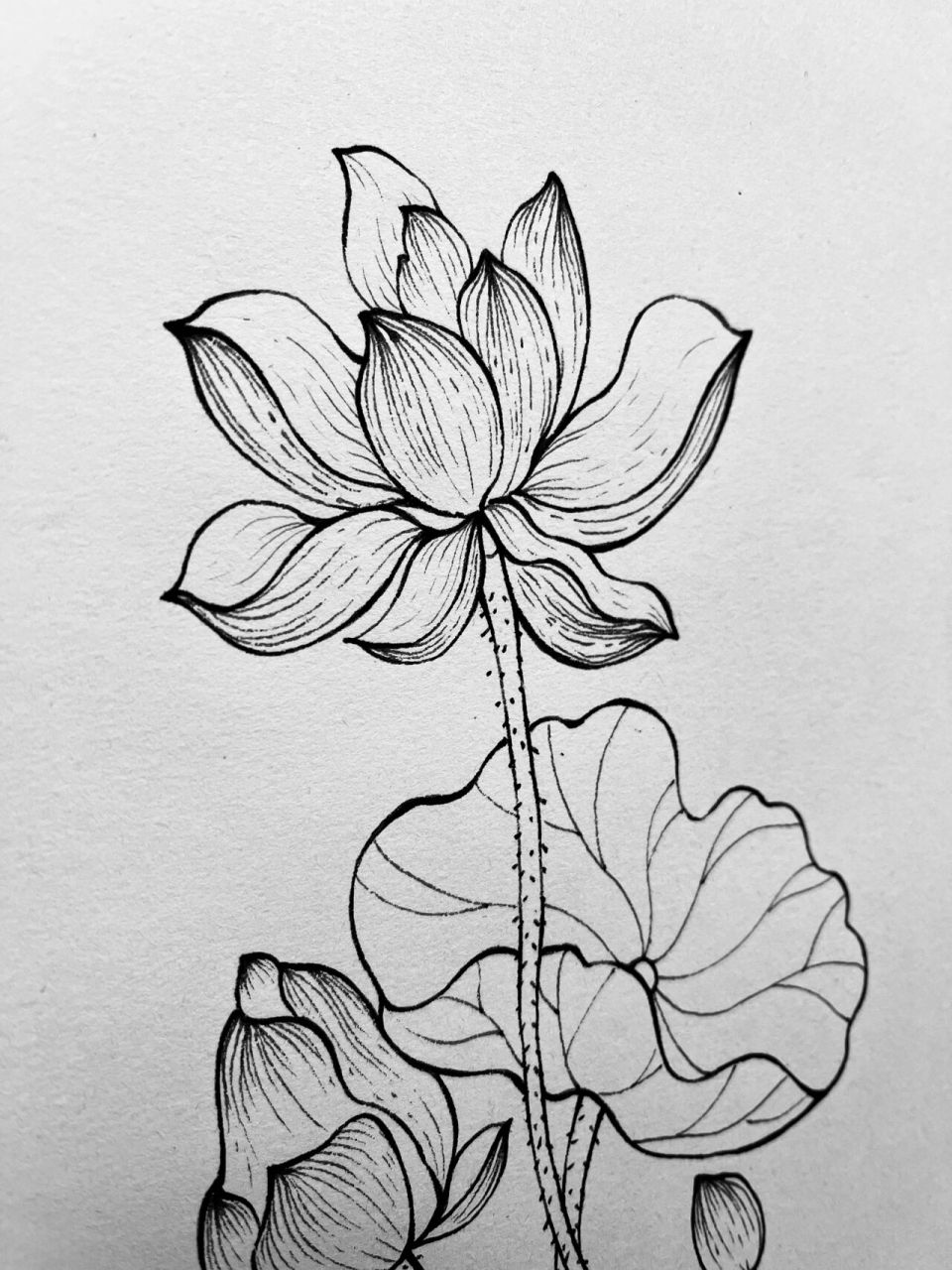 直播示范,画的荷花～ 工具:勾线笔