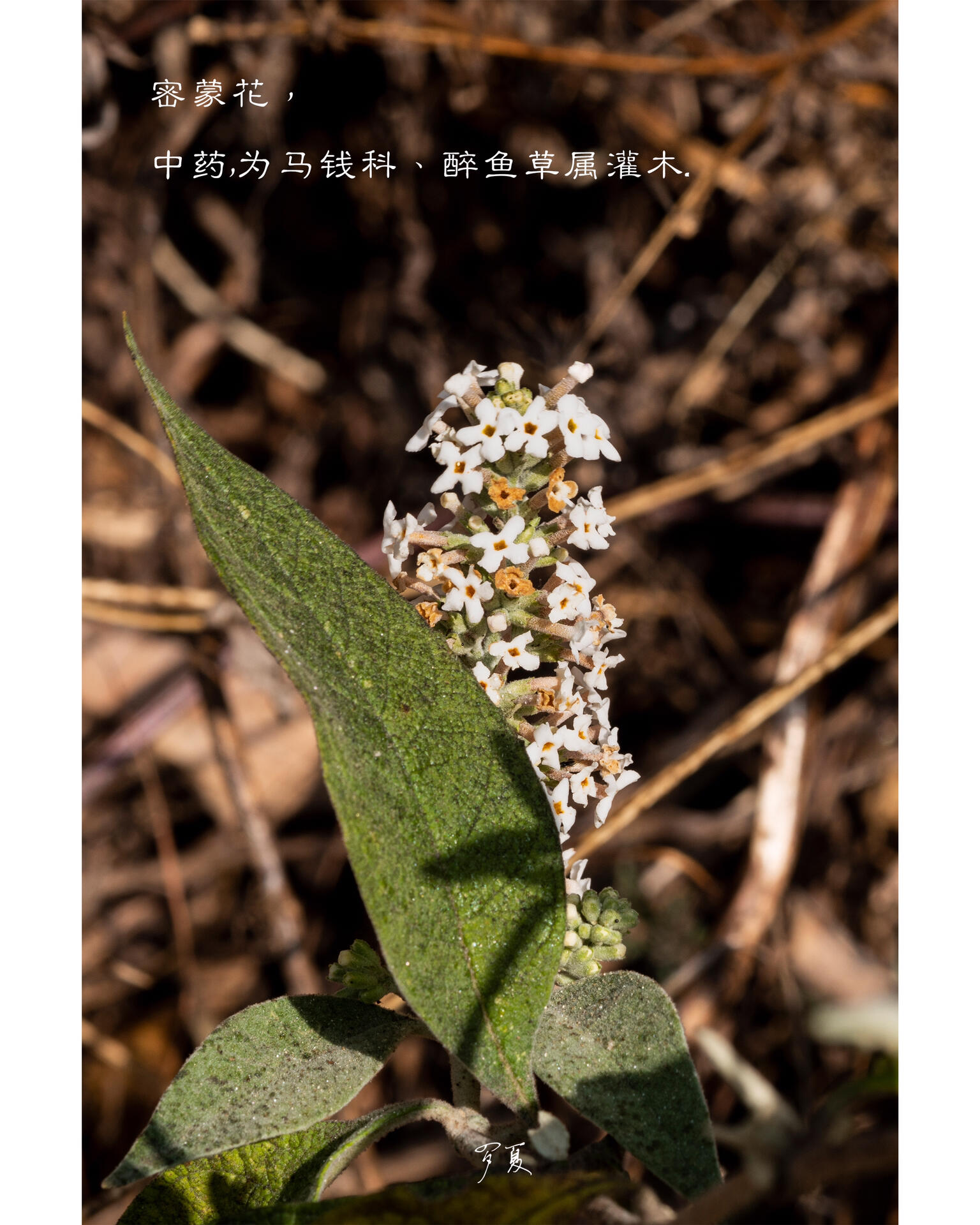 早春野花|密蒙花