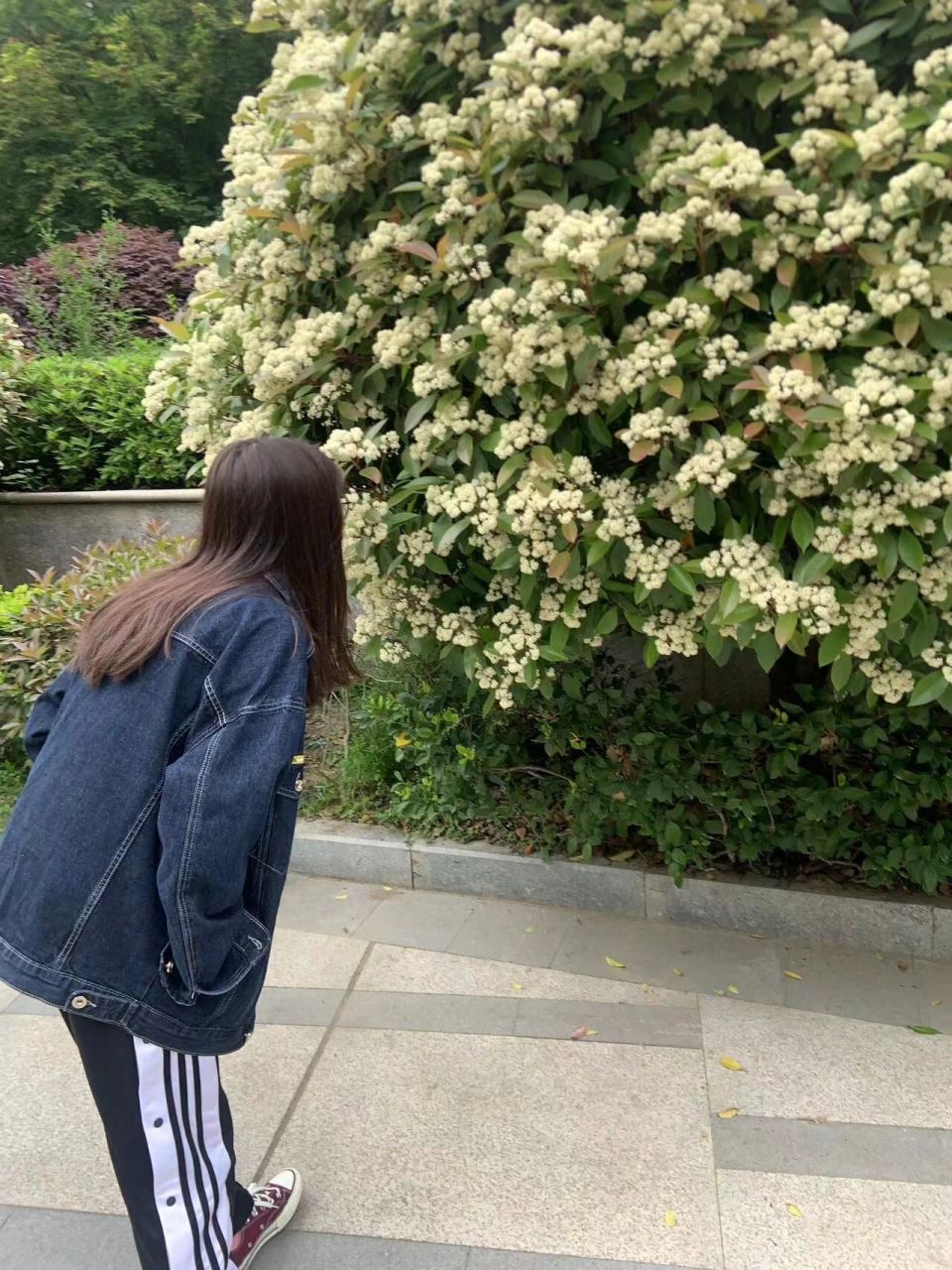 为什么石楠花感觉没味道 刚刚凑近闻了一下石楠花的味道,感觉没啥味道