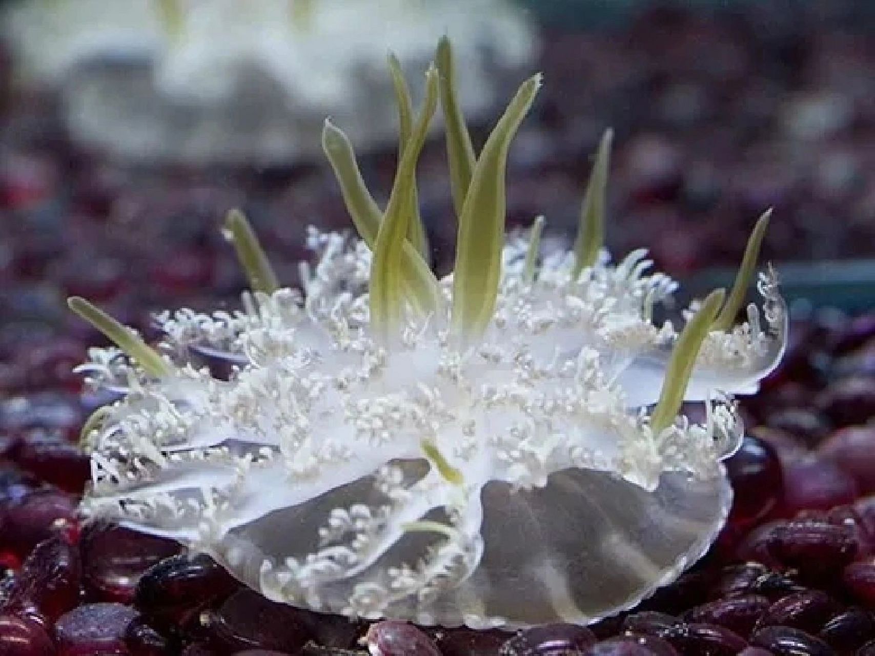 宠物水母介绍 依次为海月水母,赤月水母,大西洋海刺水母,倒立水母.