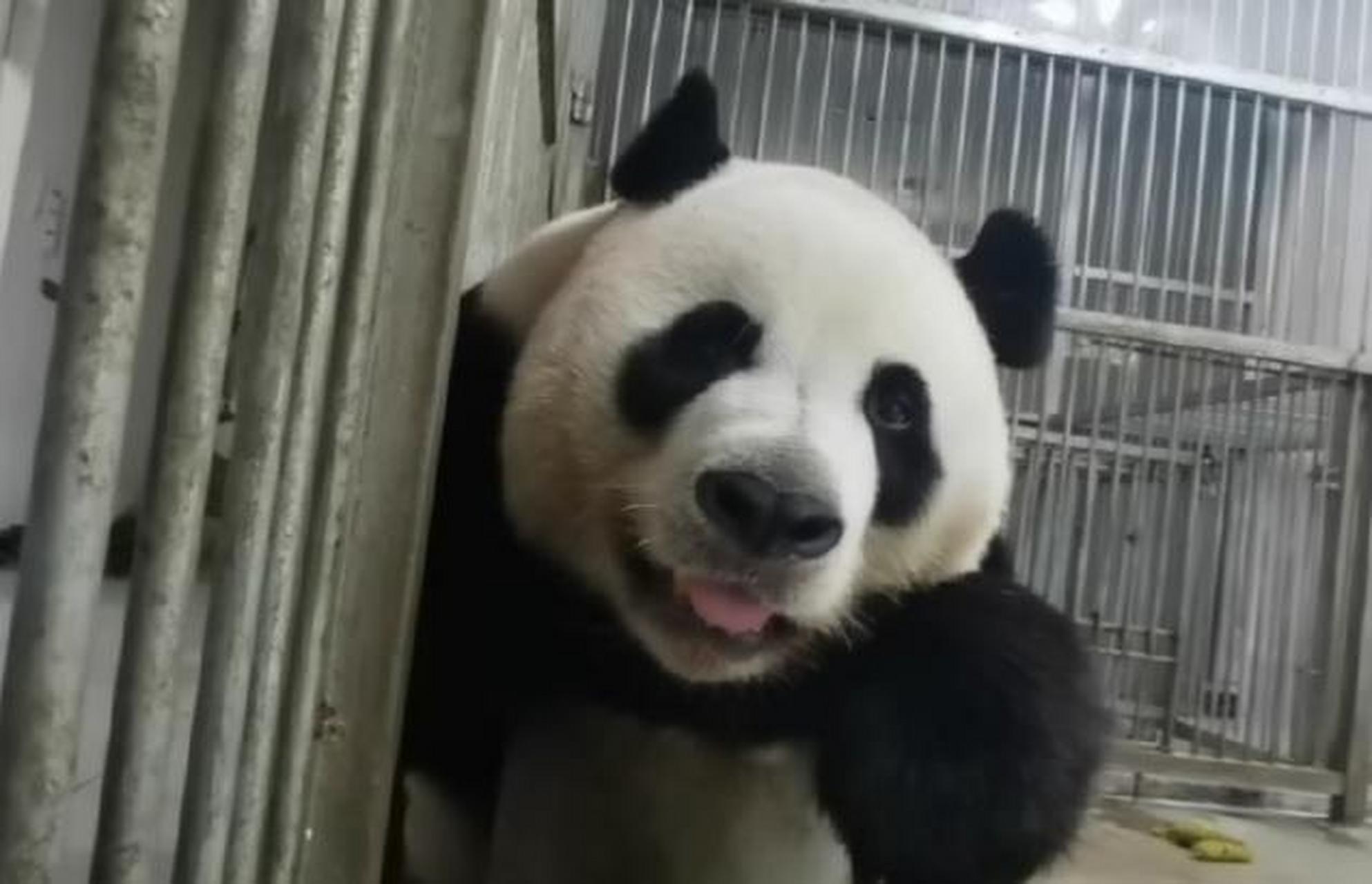 大熊猫灵岩和迈迈不是亲兄弟,胜似亲兄弟,而且还是天下第一好兄弟.