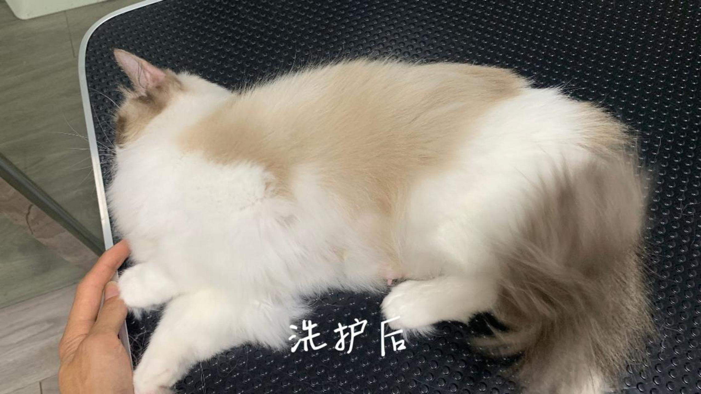 布偶猫精洗前后对比 猫咪洗护 猫咪洗澡 猫咪找家长 咔嚓萌宠 dou上